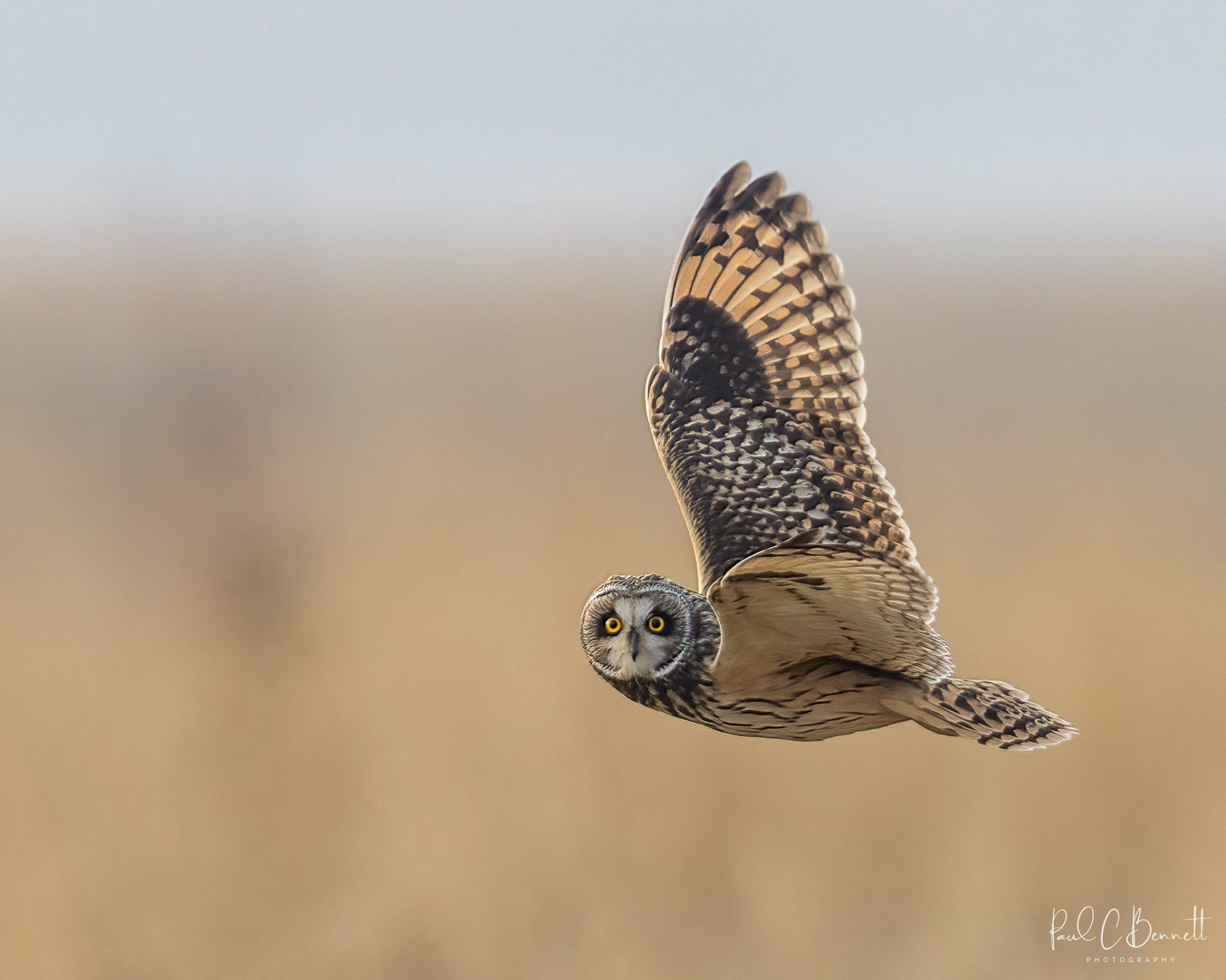 Owls, Owl, Short Eared Owl, Owls in Flight, The Short Eared Owl by Paul C Bennett Photography.