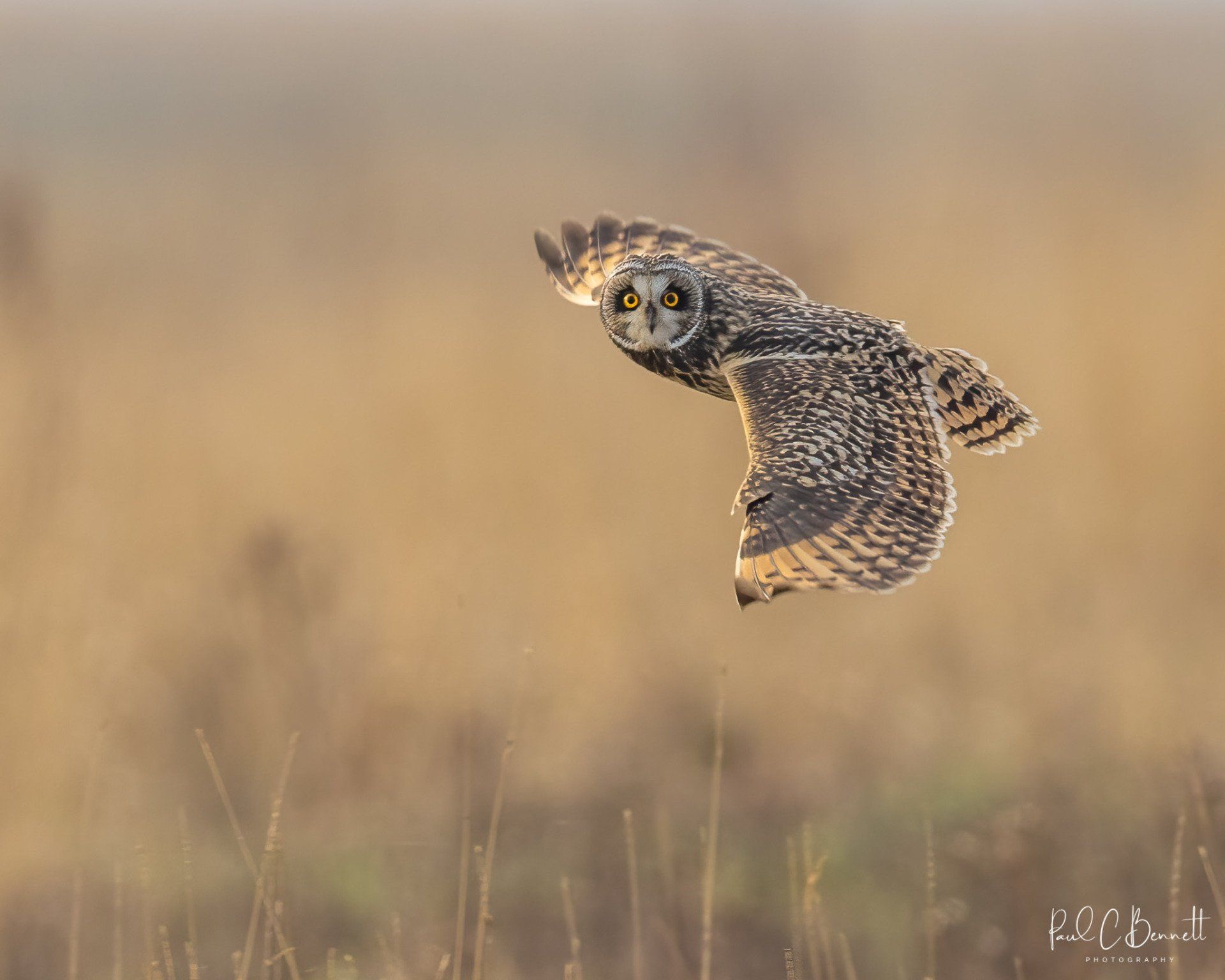 Owls, Owl, Short Eared Owl, Owls in Flight, The Short Eared Owl by Paul C Bennett Photography.