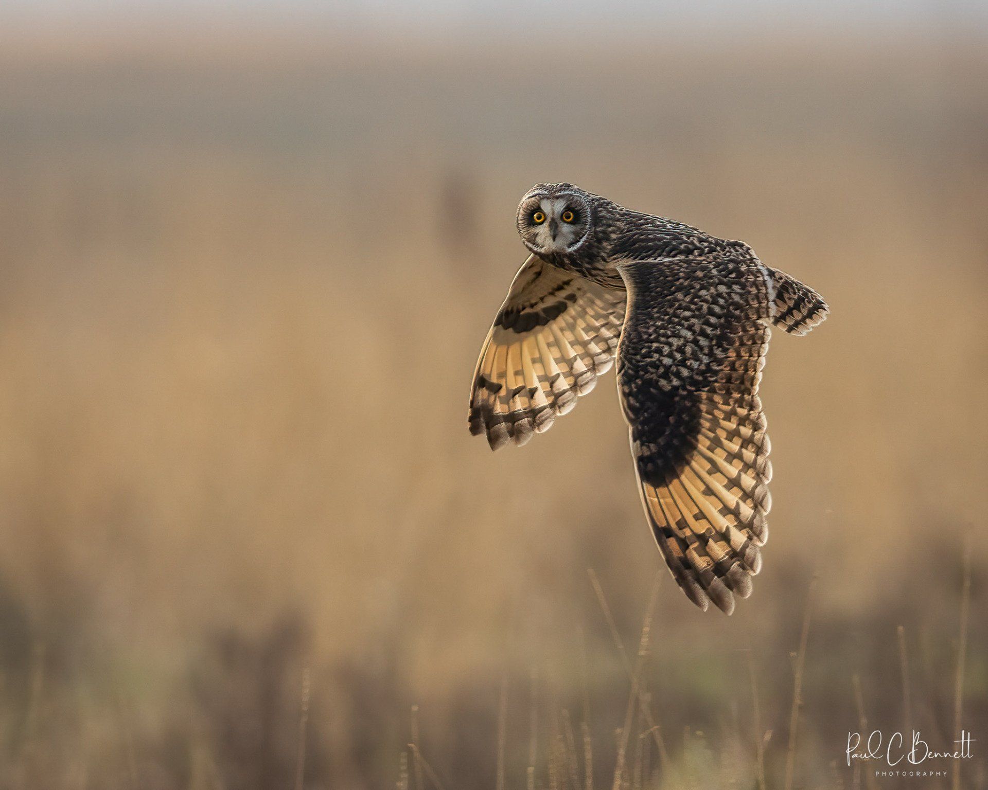 Owls, Owl, Short Eared Owl, Owls in Flight, The Short Eared Owl by Paul C Bennett Photography.