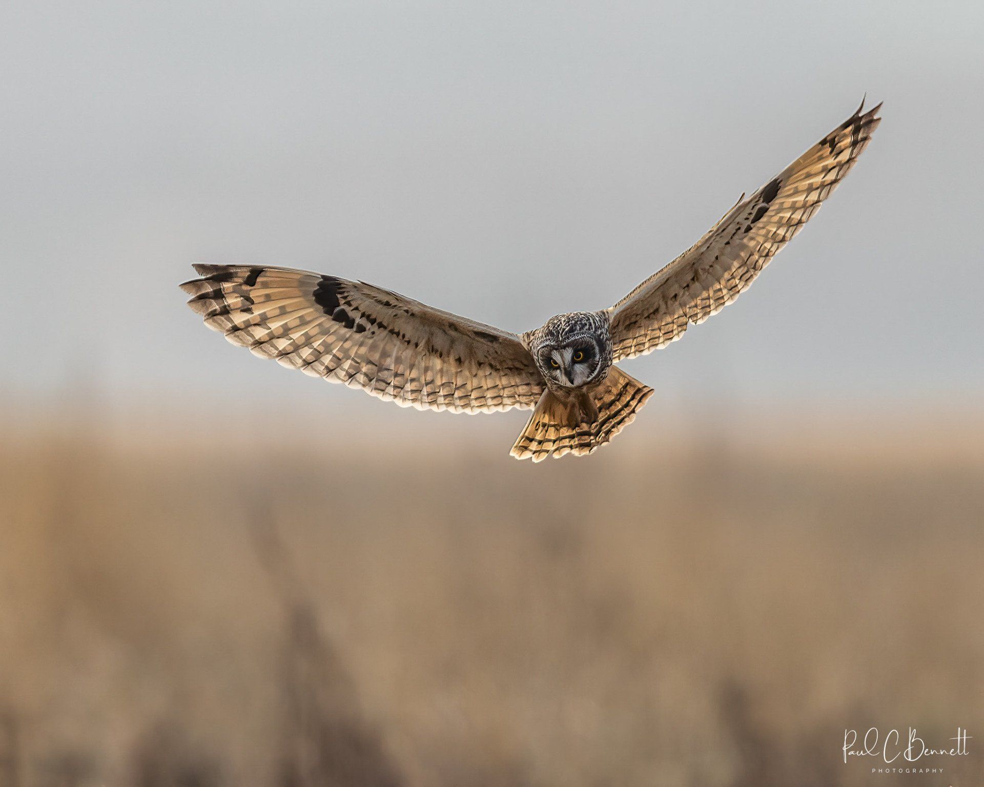 Owls, Owl, Short Eared Owl, Owls in Flight, The Short Eared Owl by Paul C Bennett Photography.
