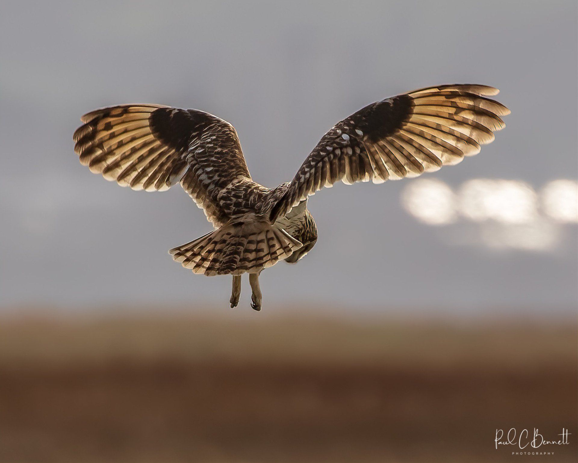 Owls, Owl, Short Eared Owl, Owls in Flight, The Short Eared Owl by Paul C Bennett Photography.