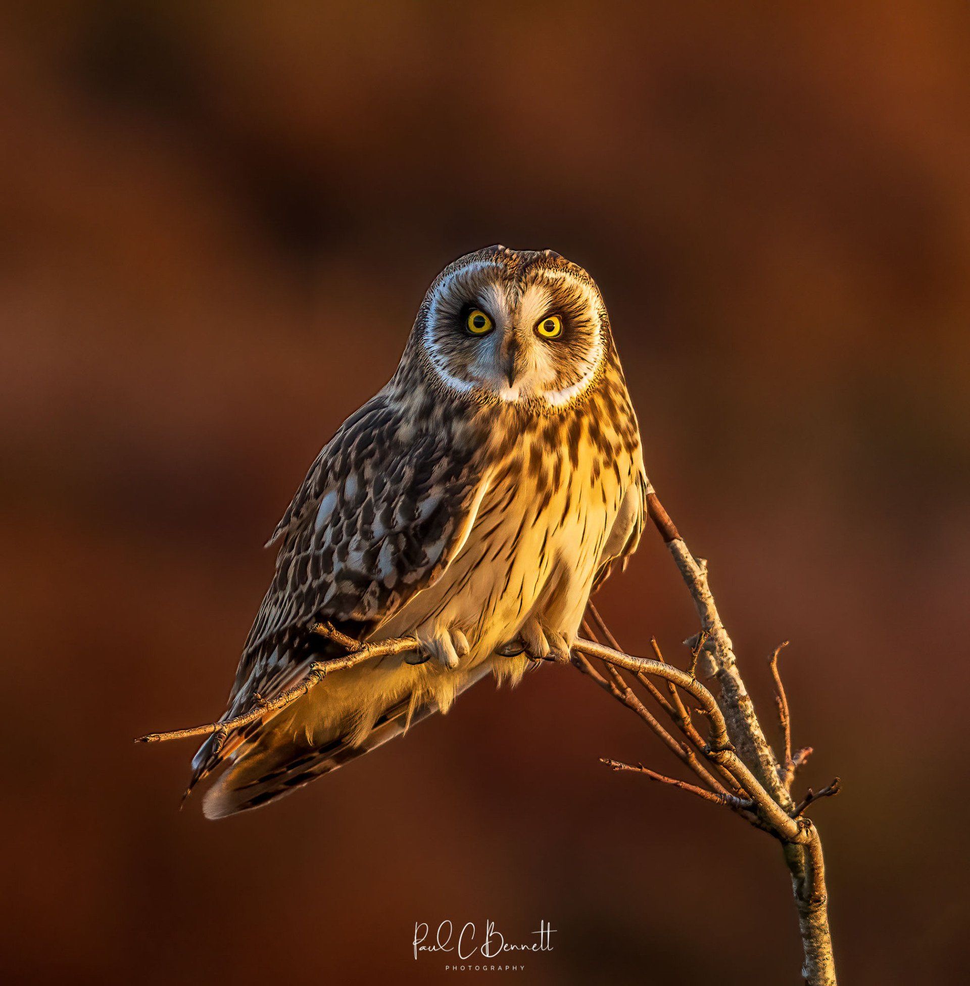 SEO, Short Eared Owl Perched, Short Eared Owl Portrait, Short Eared Owl Peak District, Short Eared Owl by Paul C Bennett Photography.