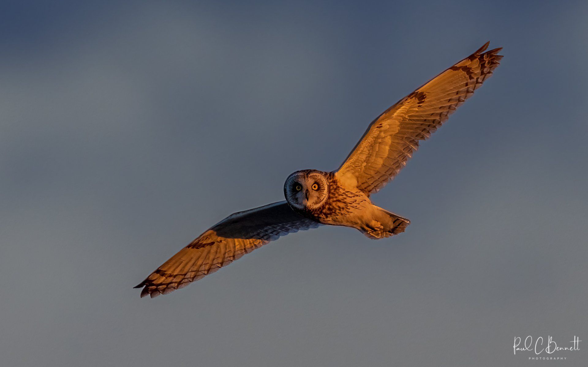 Wildlife Images by Paul C Bennett | Short Eared Owl, The Peak District