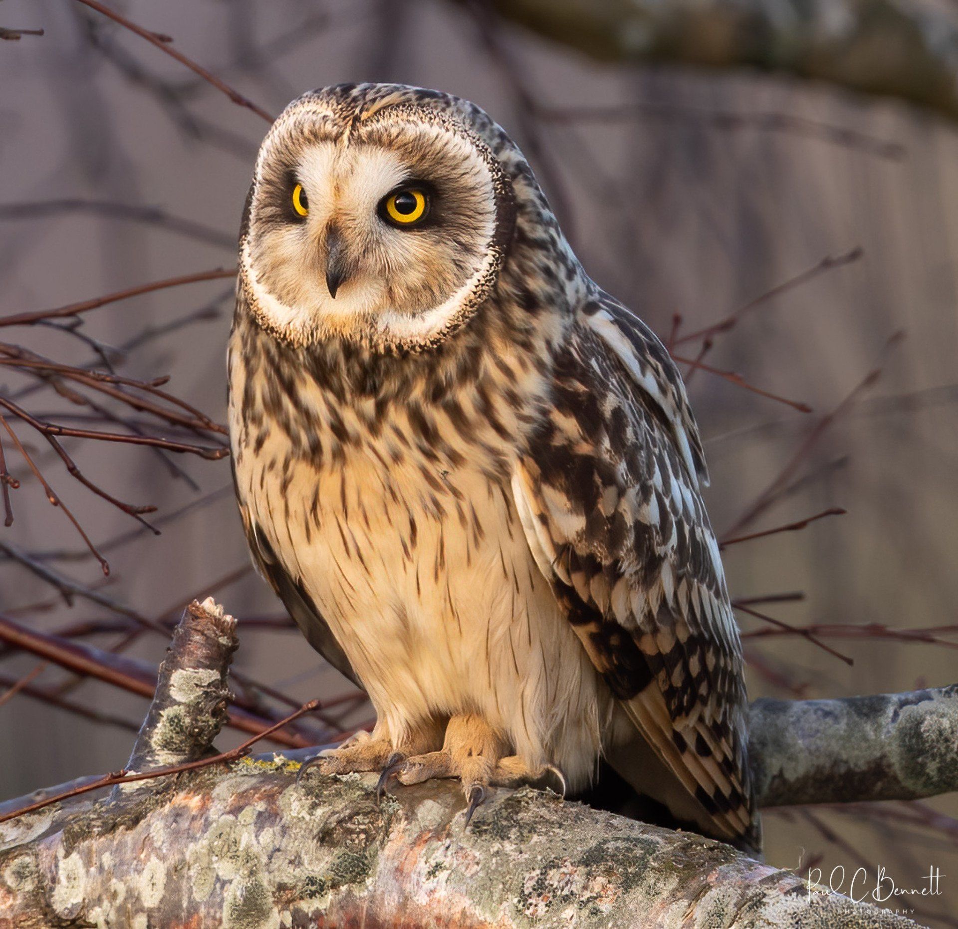 Wildlife Images by Paul C Bennett | Short Eared Owl Perched