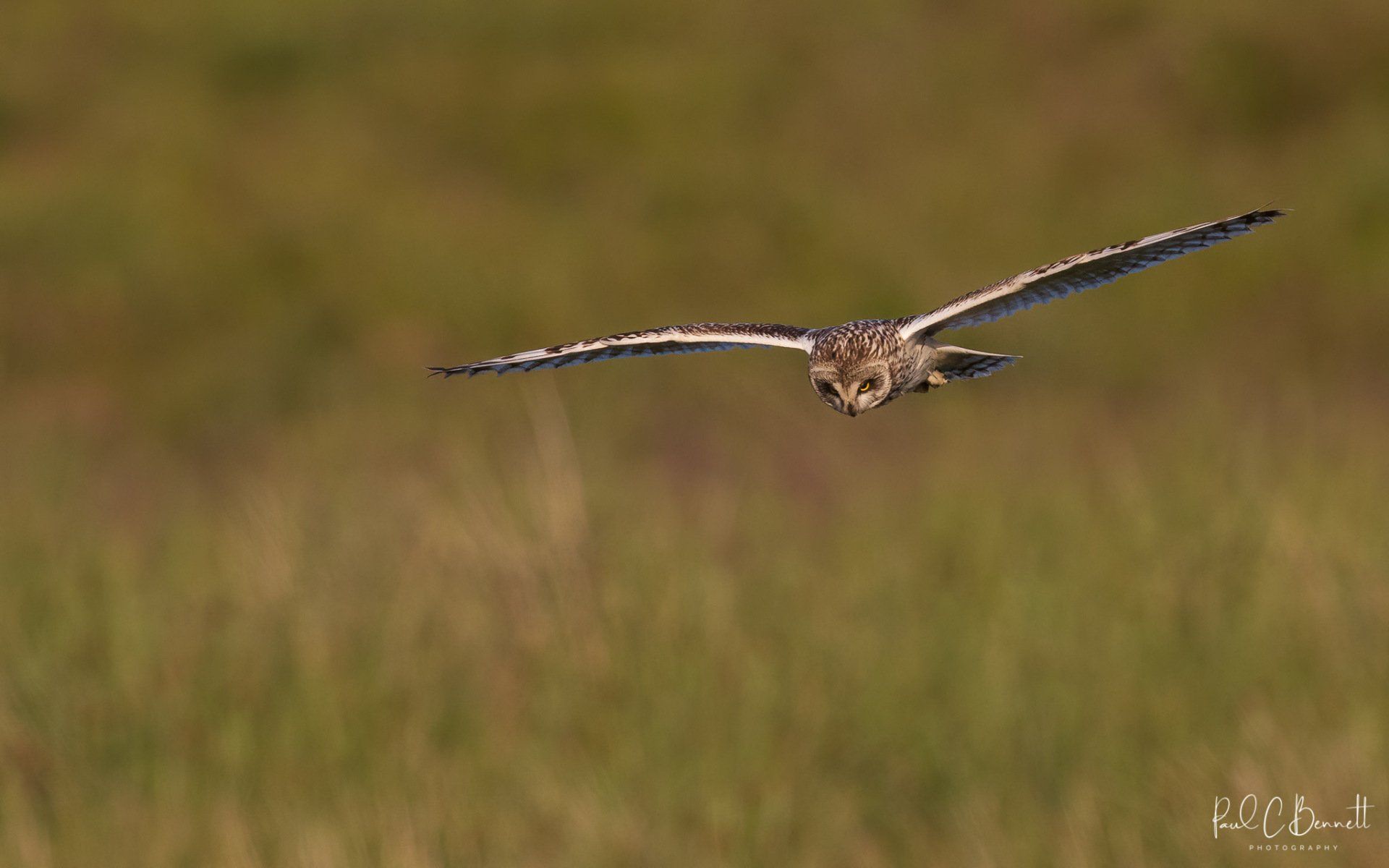 Images by Paul C Bennett Photography, Short Eared Owl in the Peak District, Short Eared Owl.