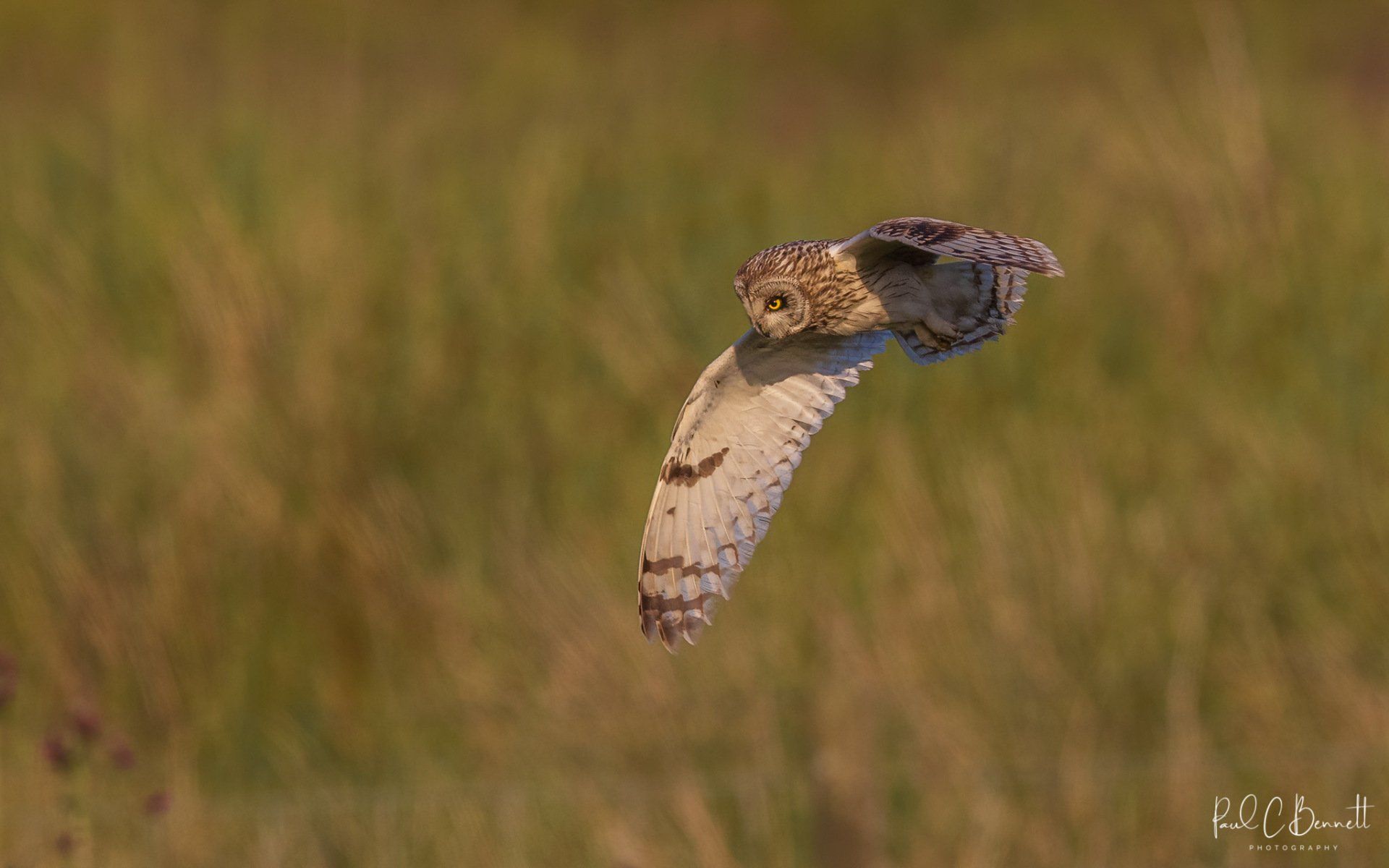 Images by Paul C Bennett Photography, Short Eared Owl in the Peak District, Short Eared Owl.