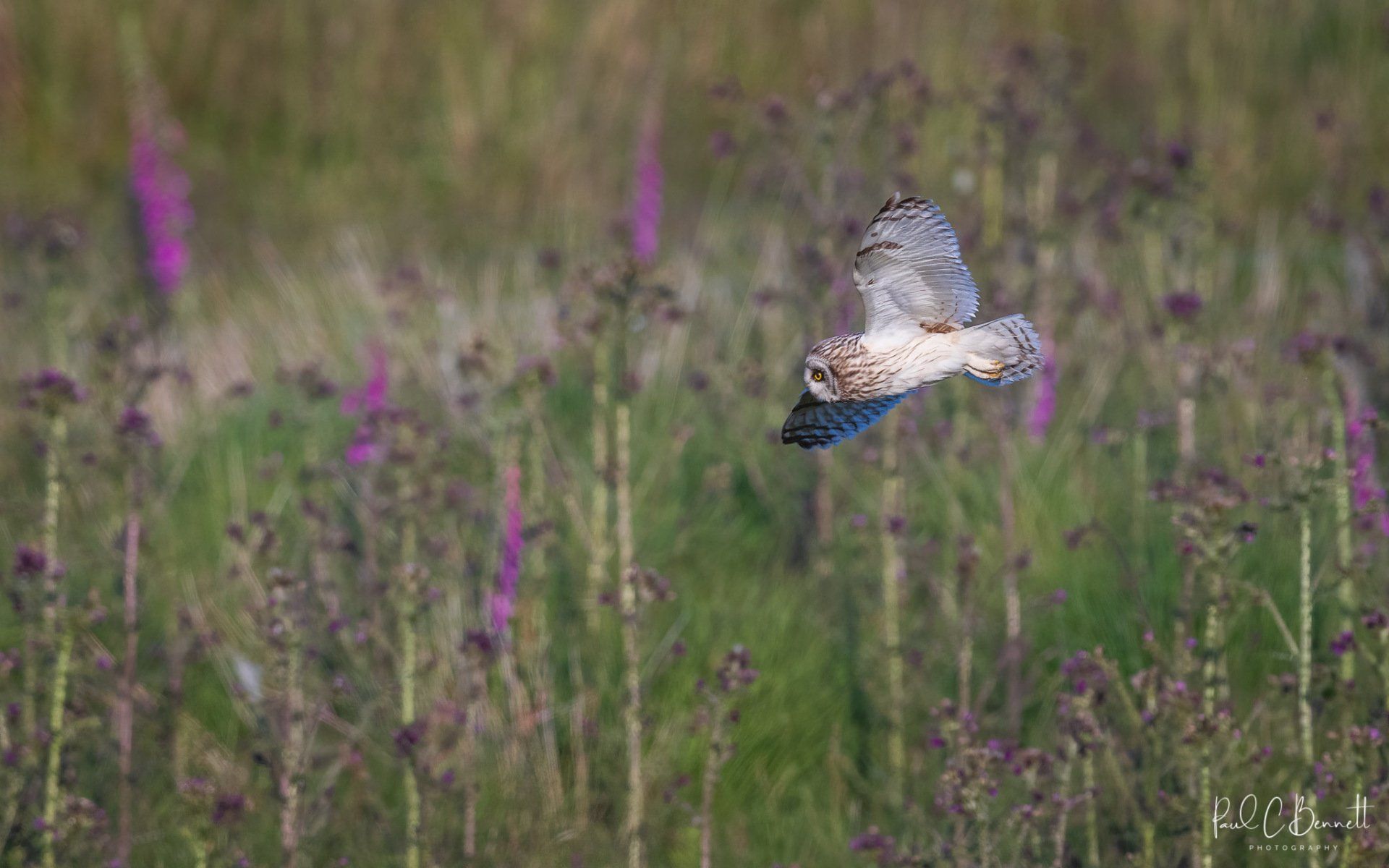 Images by Paul C Bennett Photography, Short Eared Owl in the Peak District, Short Eared Owl amongst the Fox Gloves.