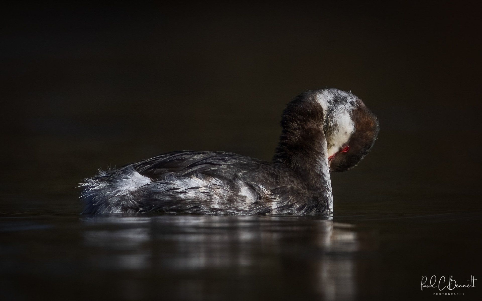 Wildlife Images by Paul C Bennett | Slovonian Grebe Winter
