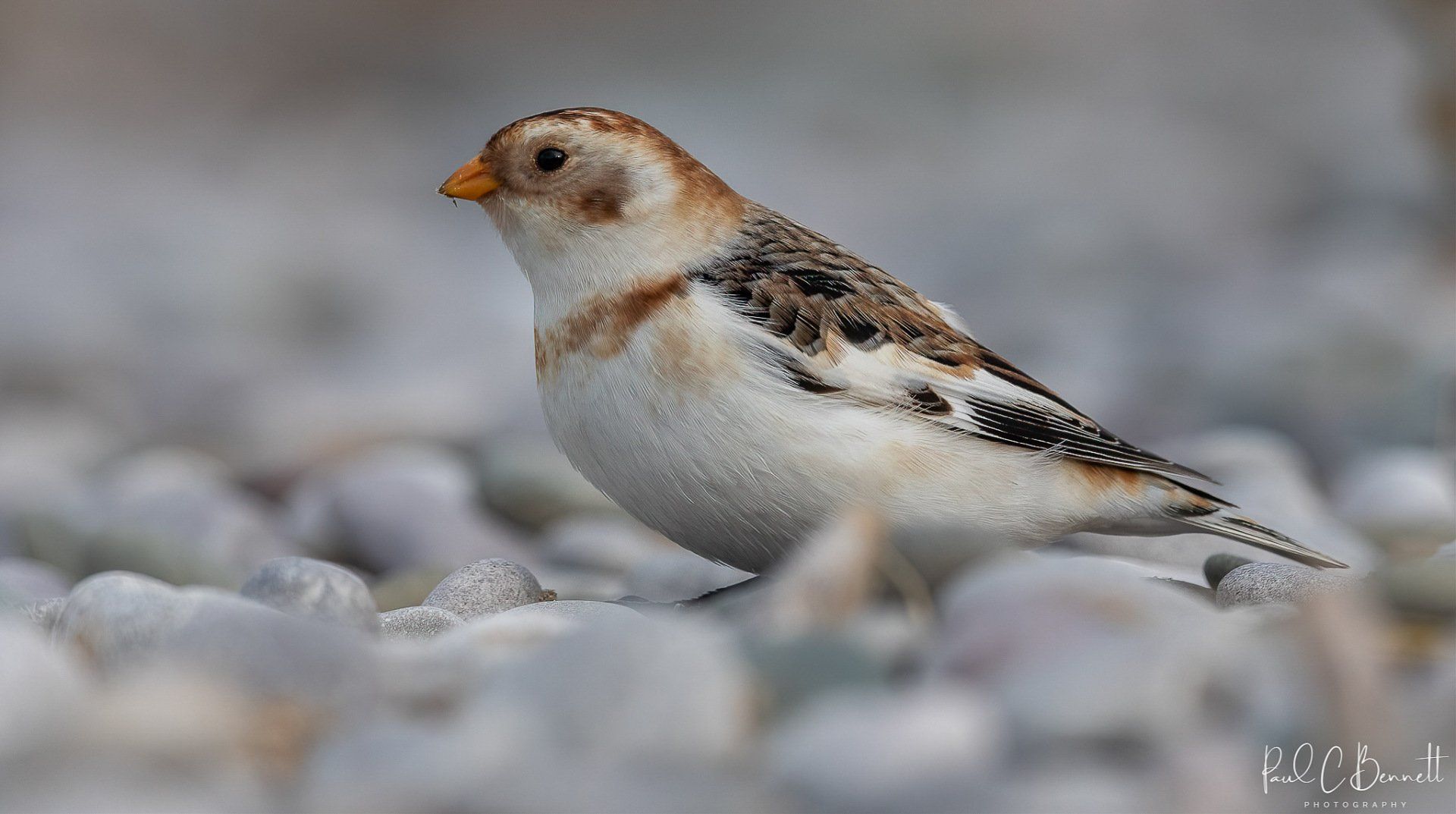 Wildlife Images by Paul C Bennett | Snow Bunting Lancashire