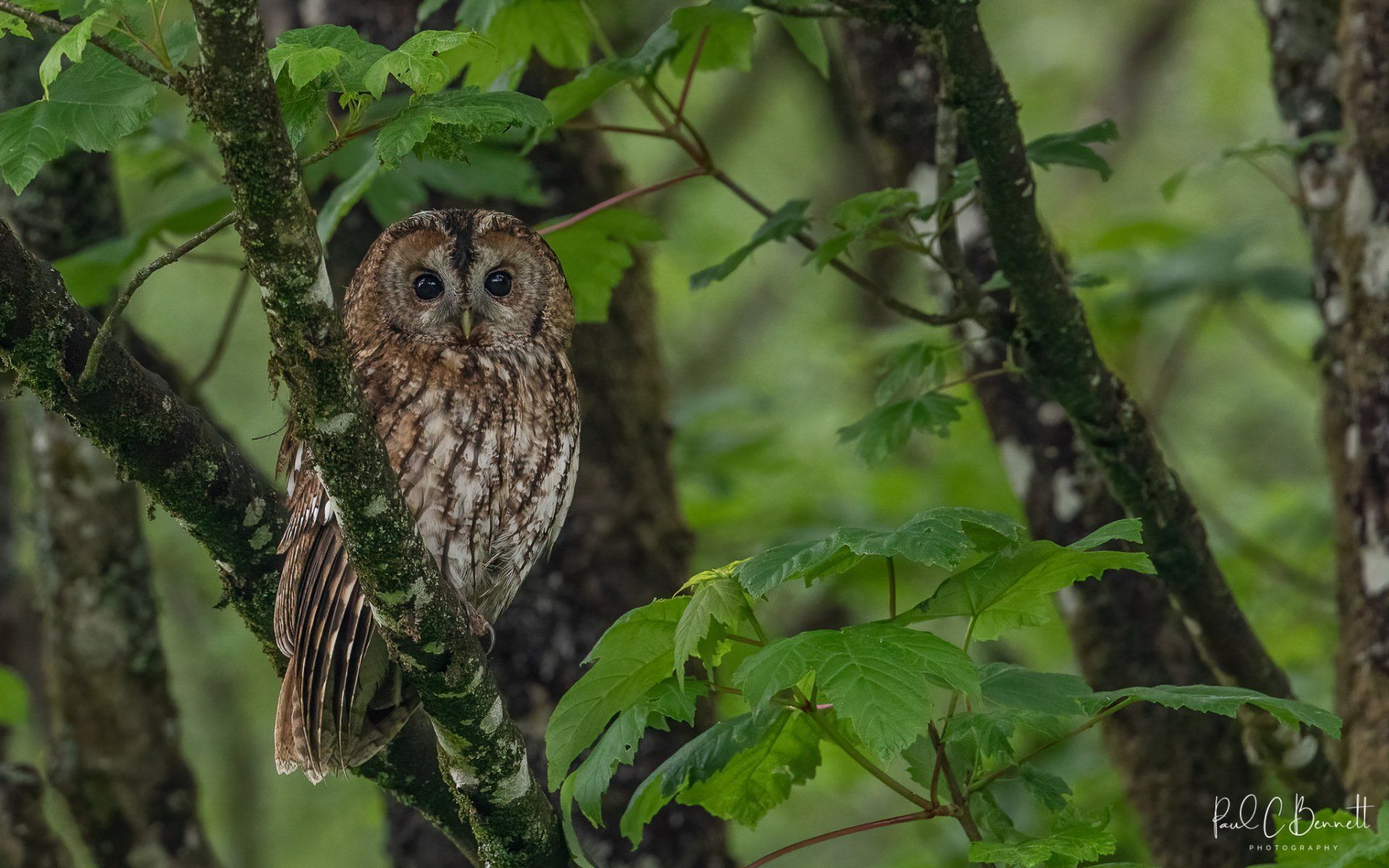 Wildlife Images by Paul C Bennett | Tawny Owl Lancashire