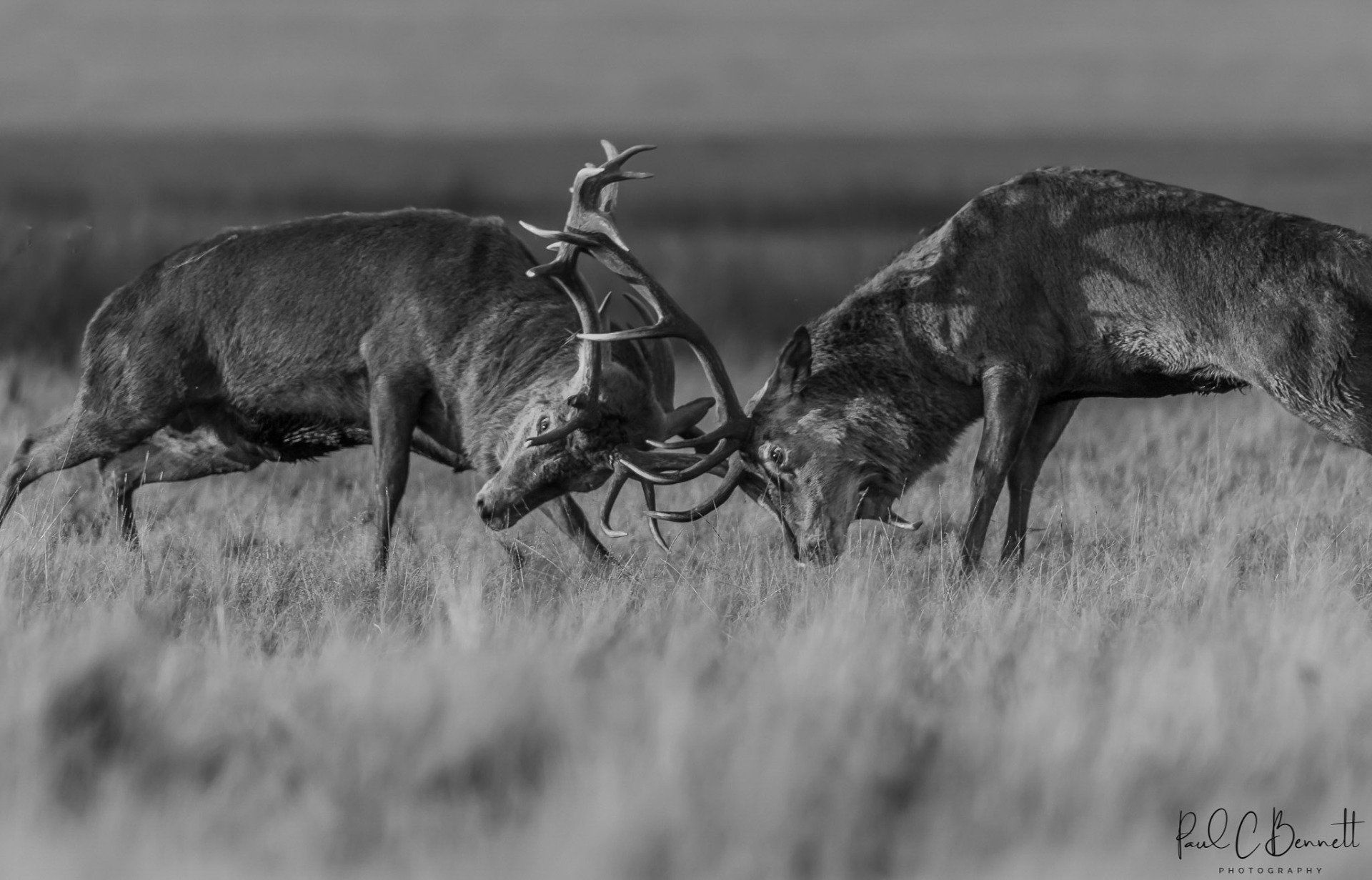Wildlife Images by Paul C Bennett | Red Deer Rutting