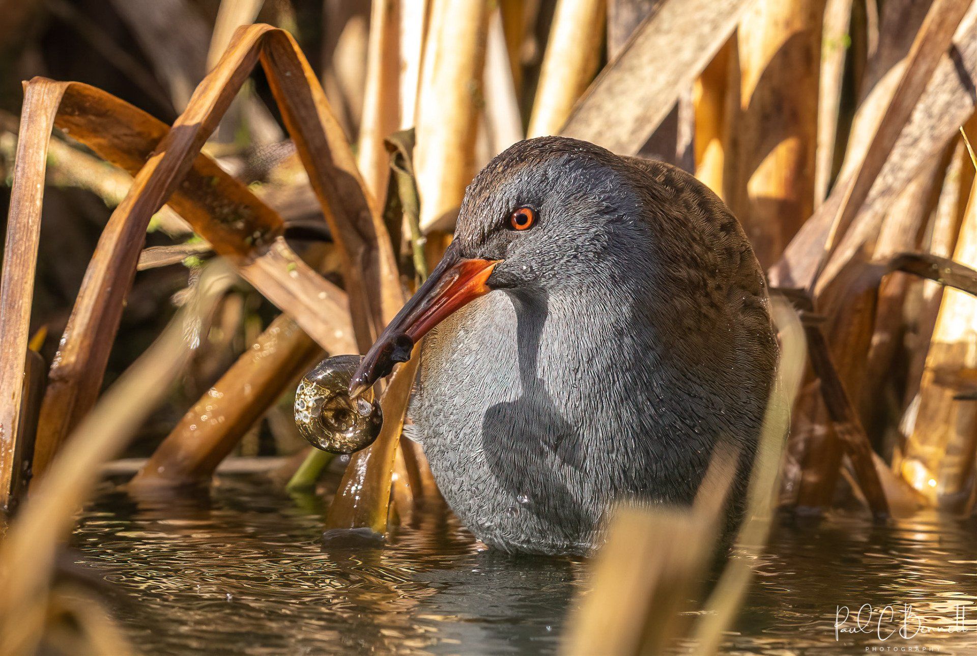 Wildlife Images by Paul C Bennett | Water Rail with Snail