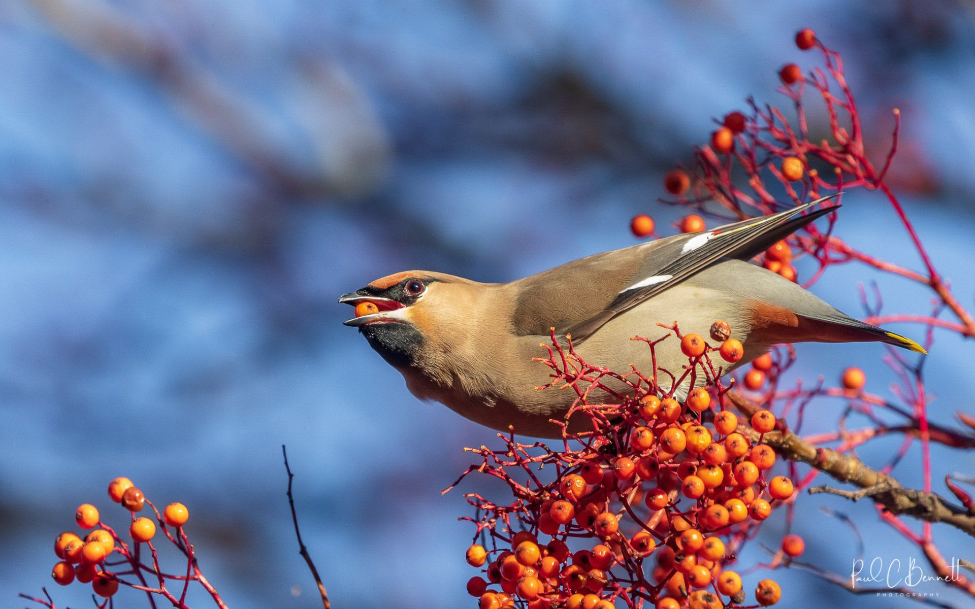 Wildlife Images by Paul C Bennett | Waxwing Cheshire