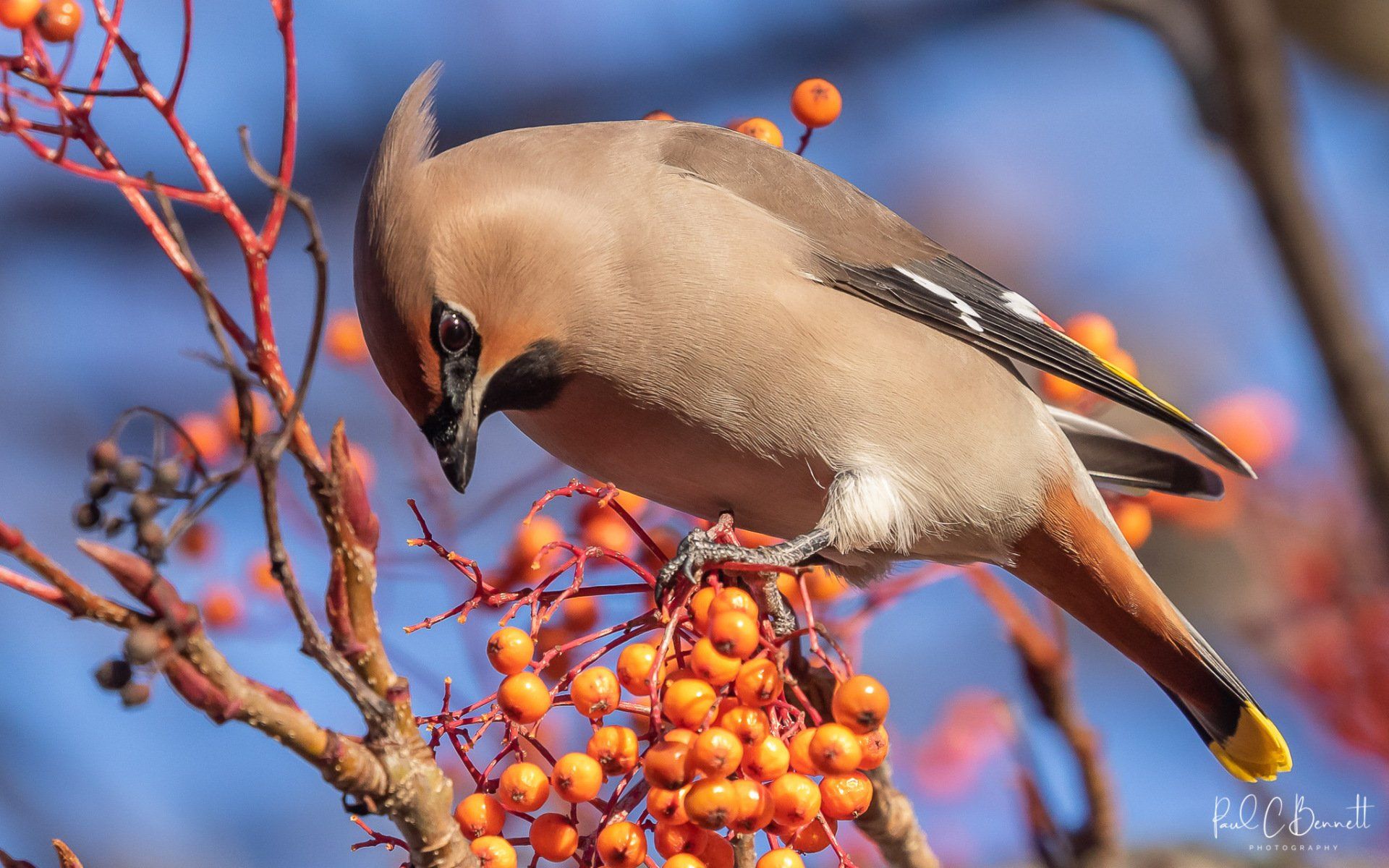 Wildlife Images by Paul C Bennett | Waxwing Cheshire