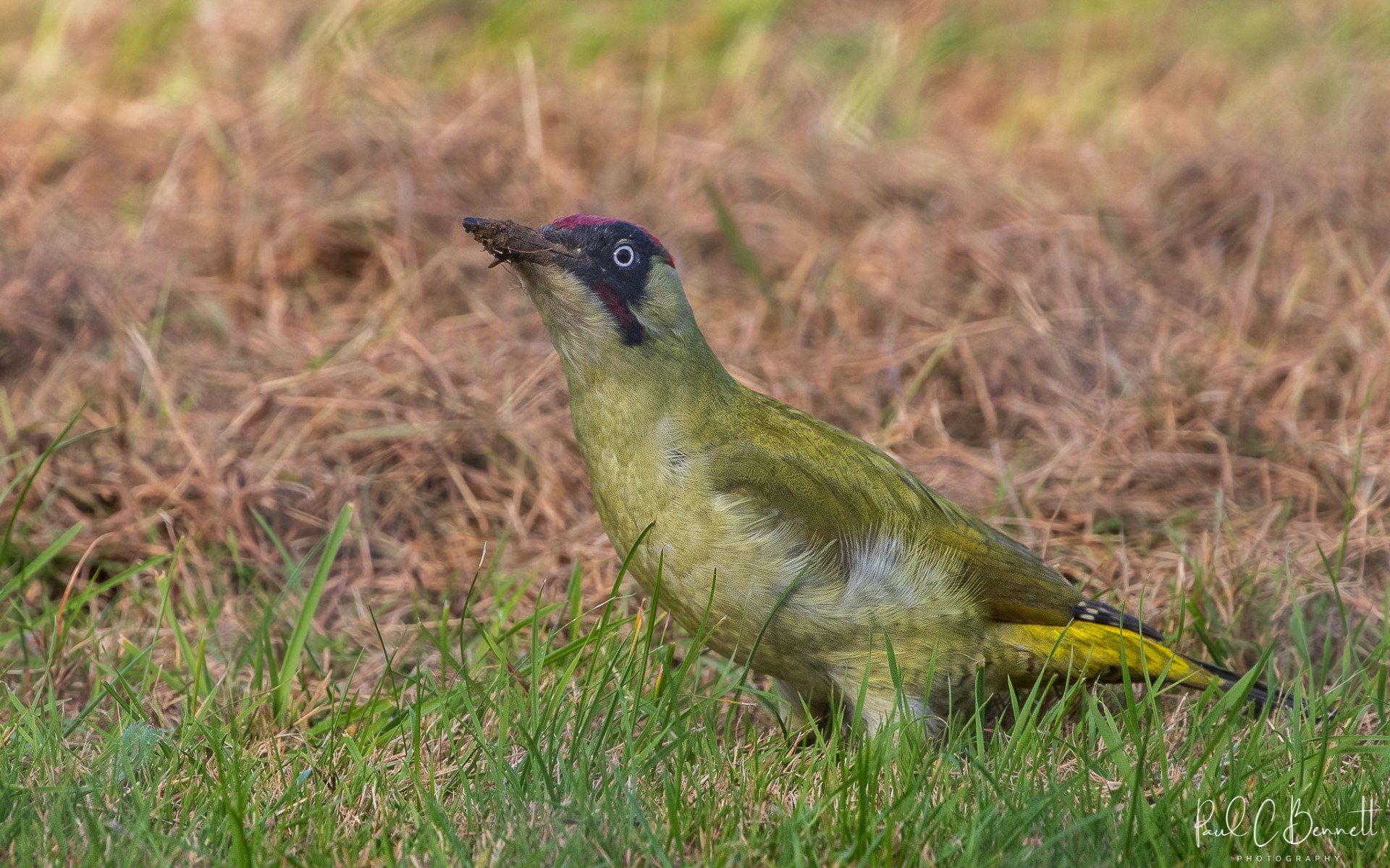 Wildlife Images by Paul C Bennett | Green Woodpecker
