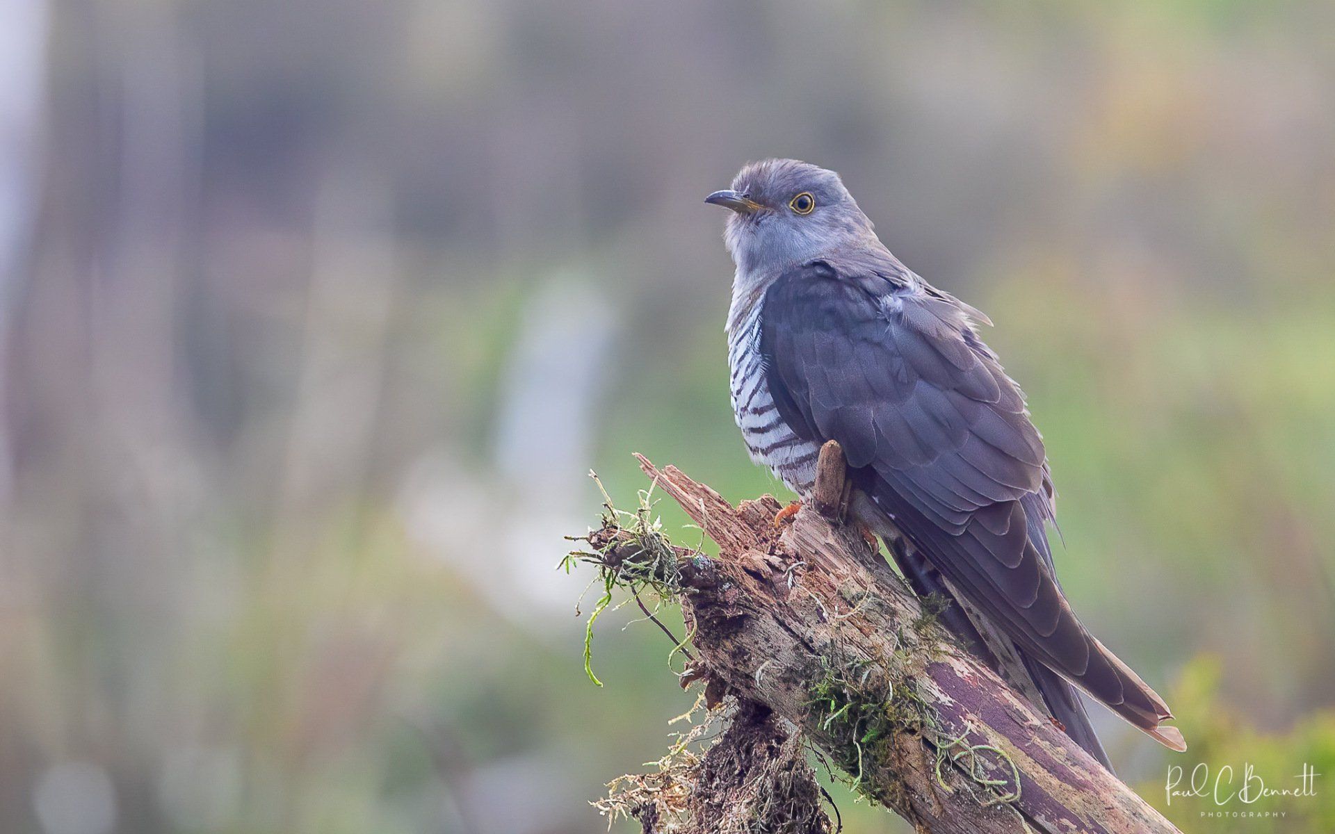 Wildlife Images by Paul C Bennett | Cuckoo Female