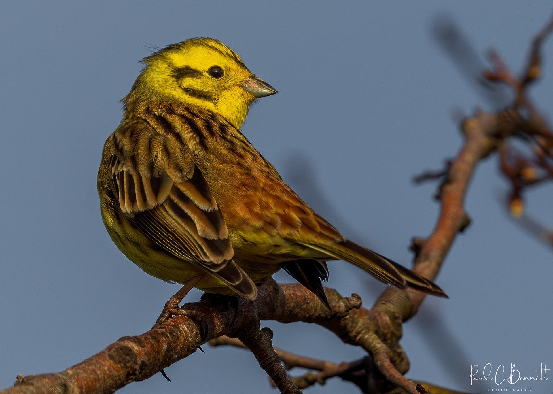 Wildlife Images by Paul C Bennett | Yellow Hammer