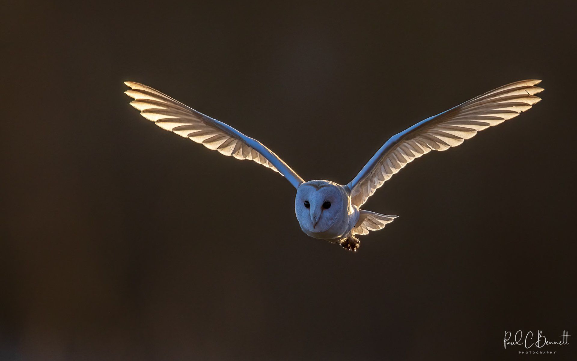 Wildlife Images by Paul C Bennett | Barn Owl