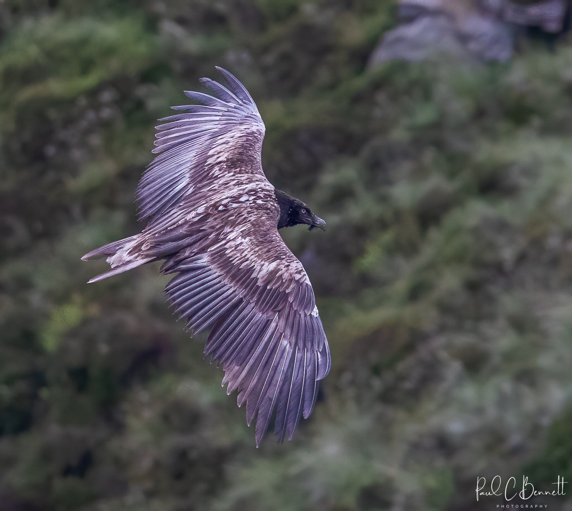 Wildlife Images by Paul C Bennett | Bearded Vulture
