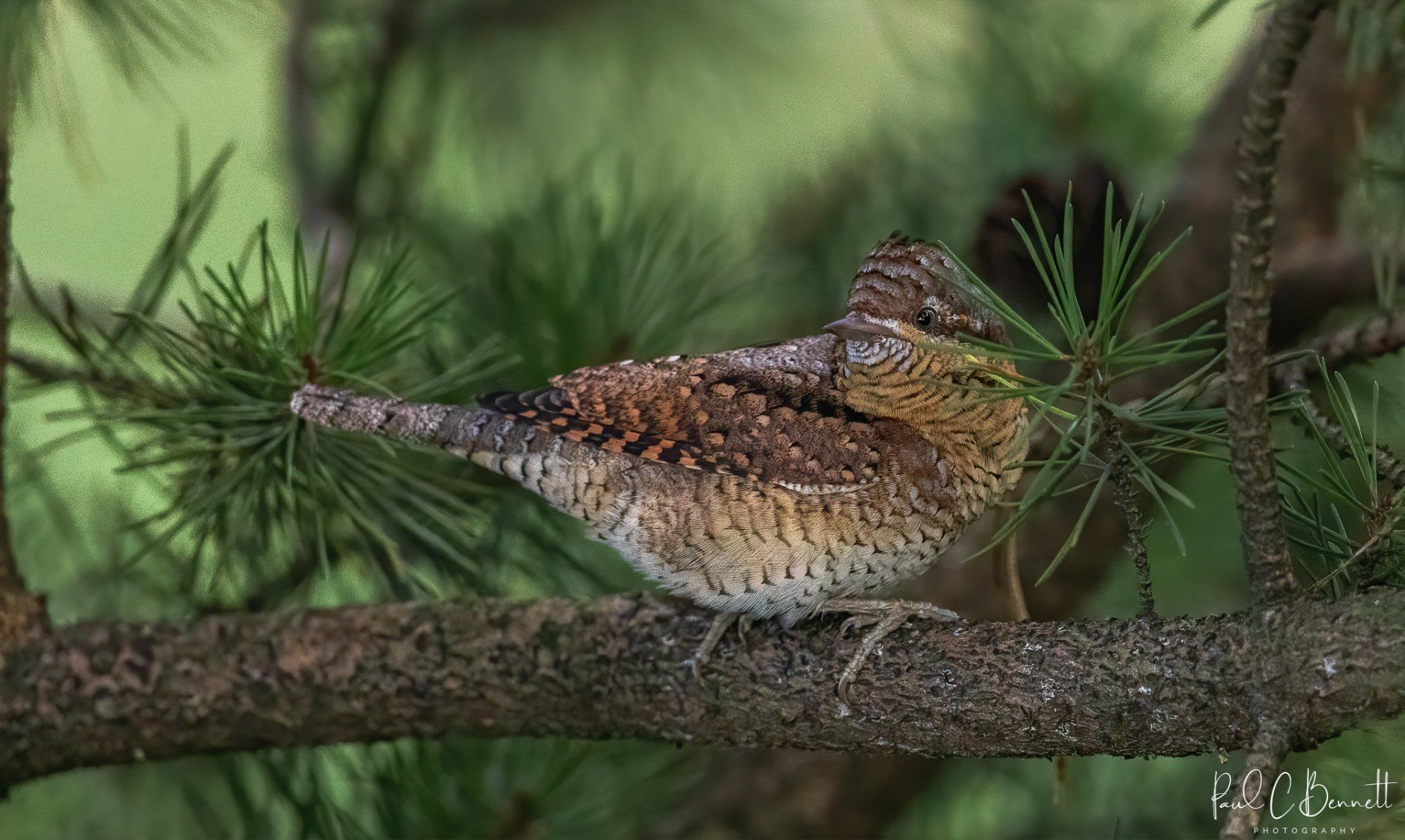 Wildlife Images by Paul C Bennett | Wryneck
