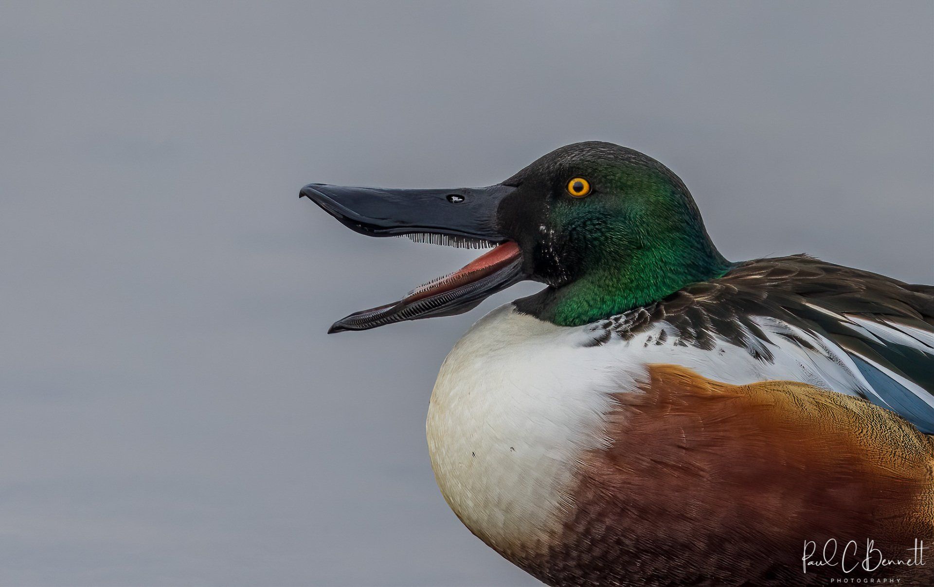 Wildlife Images by Paul C Bennett, Drake Shoveler Duck