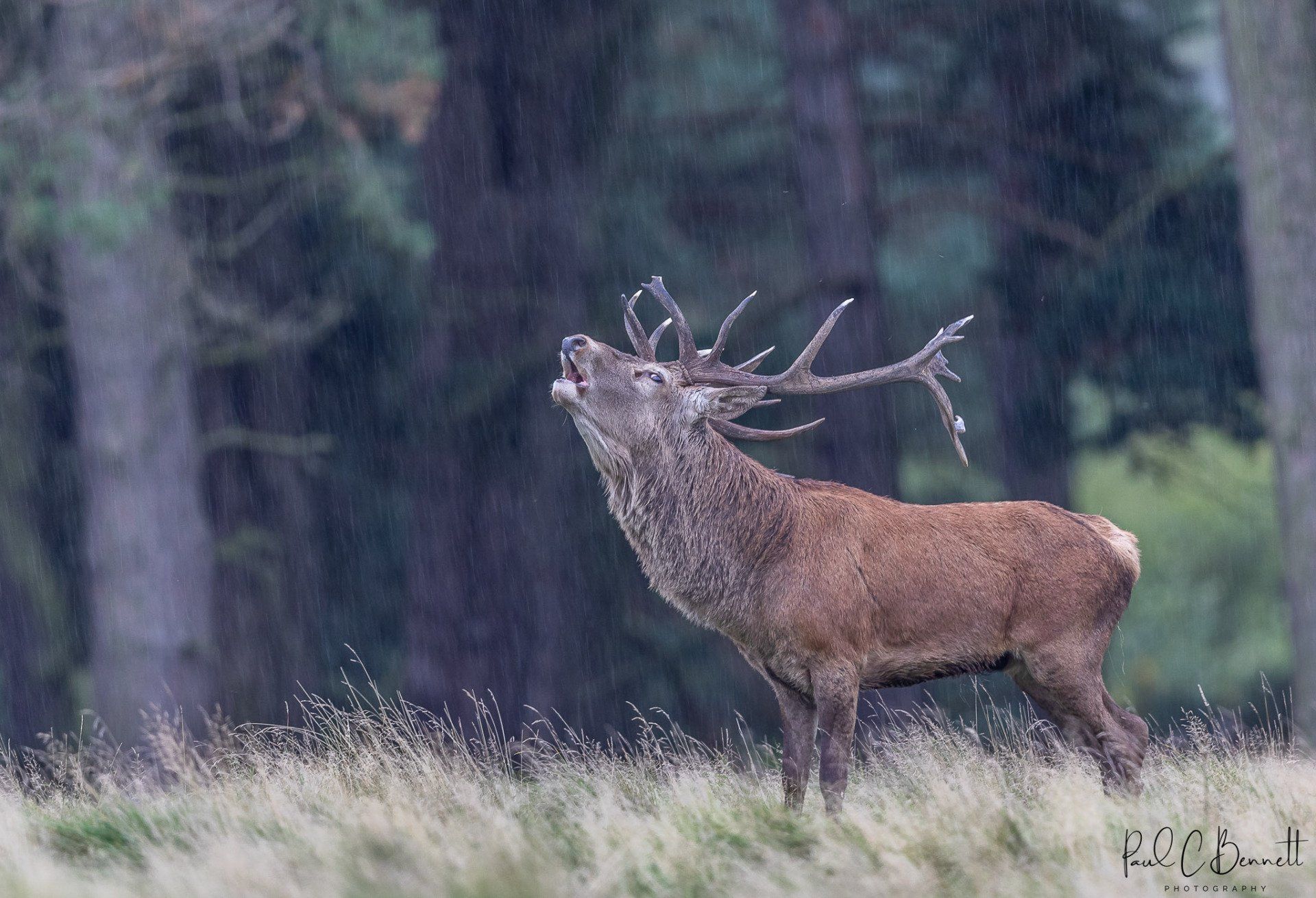 Wildlife Images by Paul C Bennett | Red Deer Stag