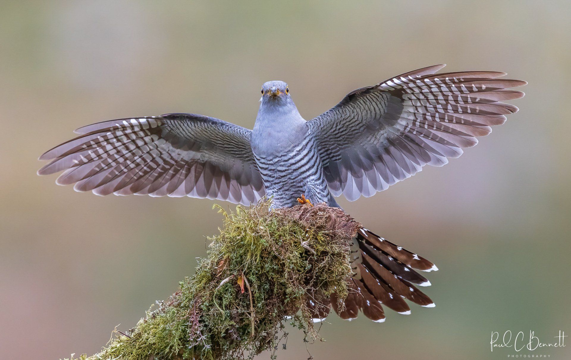 Wildlife Images by Paul C Bennett | Cuckoo