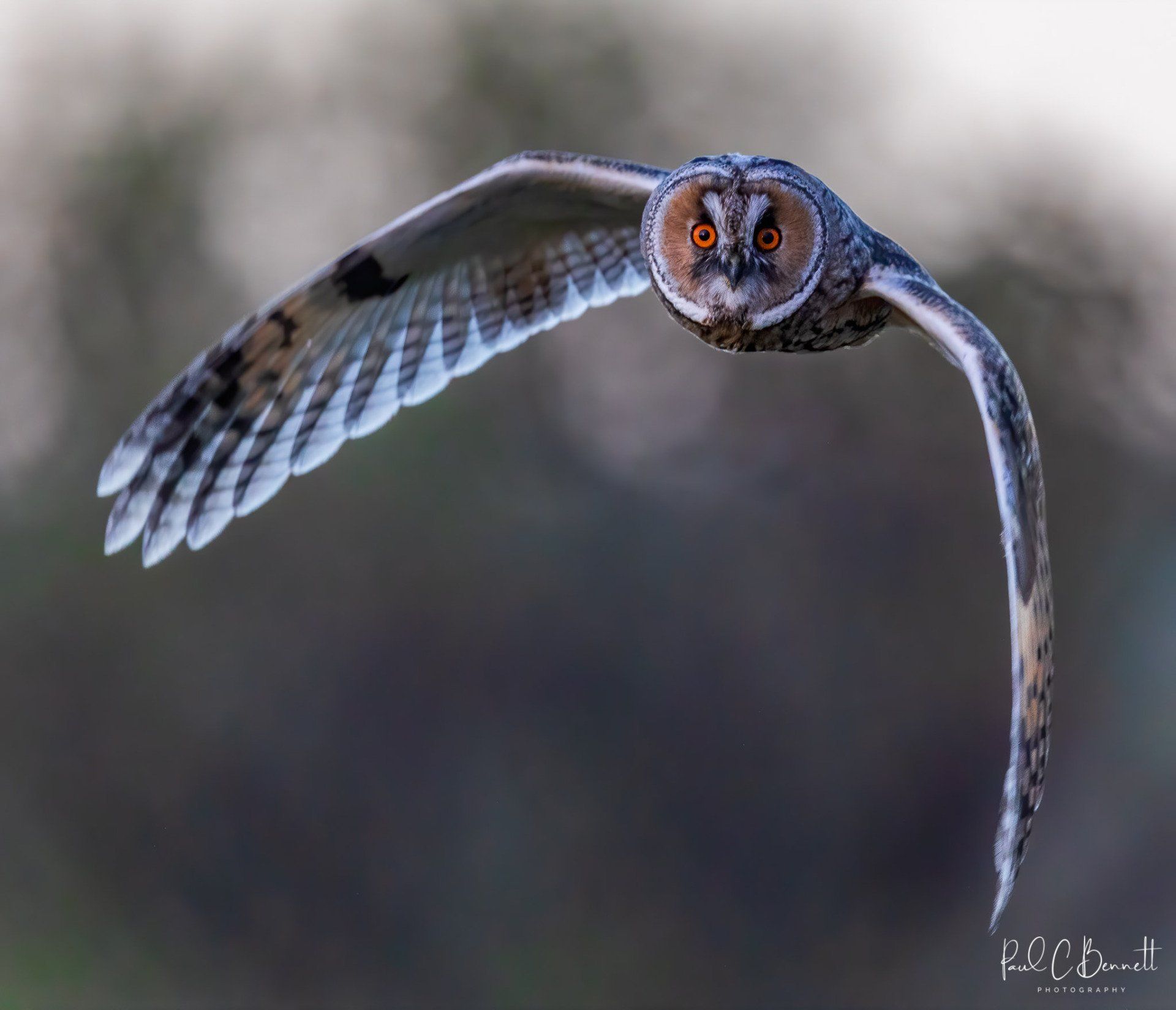 Wildlife Images by Paul C Bennett | Long Eared Owl