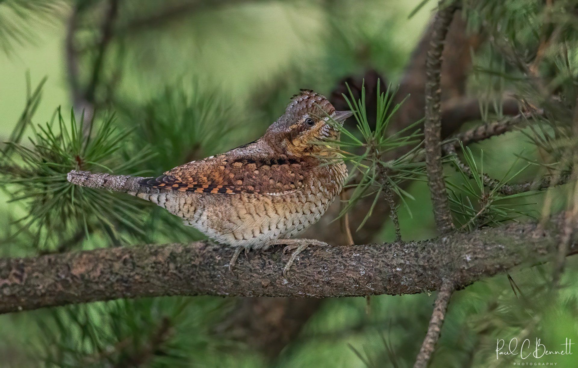 Wildlife Images by Paul C Bennett | Wryneck Lancashire