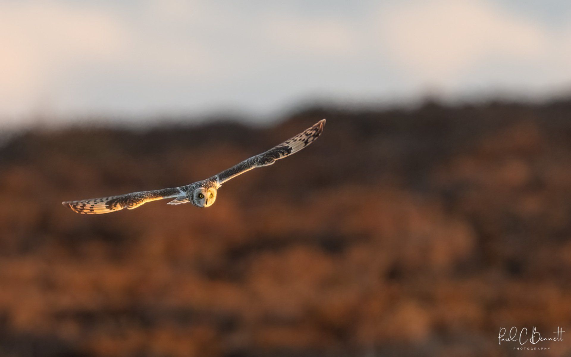 SEO, Short Eared Owl in Flight, Short Eared Owl Peak District, Short Eared Owl Moorlands, Short Eared Owl in the uplands, Short Eared Owl by Paul C Bennett Photography