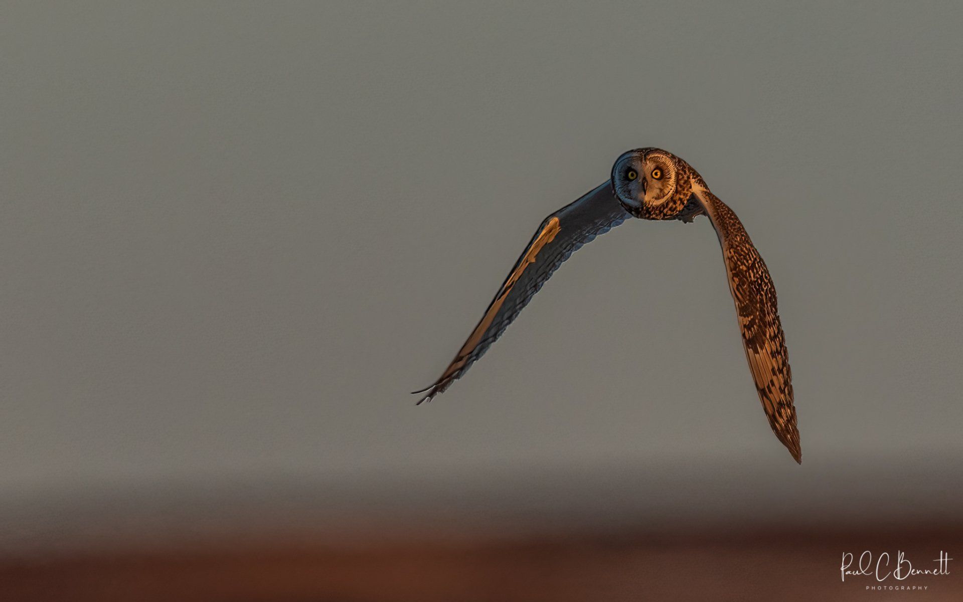 SEO, Short Eared Owl in Flight, Short Eared Owl Peak District, Short Eared Owl Moorlands, Short Eared Owl in the uplands, Short Eared Owl by Paul C Bennett Photography