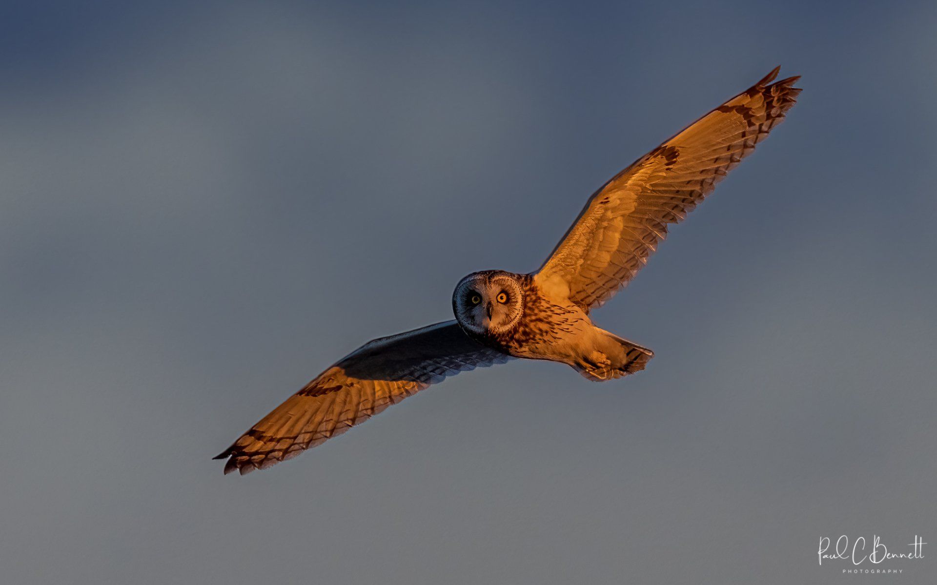 Short Eared Owl in flight, Short Eared Owl in the Peak District, Short Eared Owl open wings, Short Eared Owl in Flight, Short Eared Owl Image Paul C Bennett Photographer