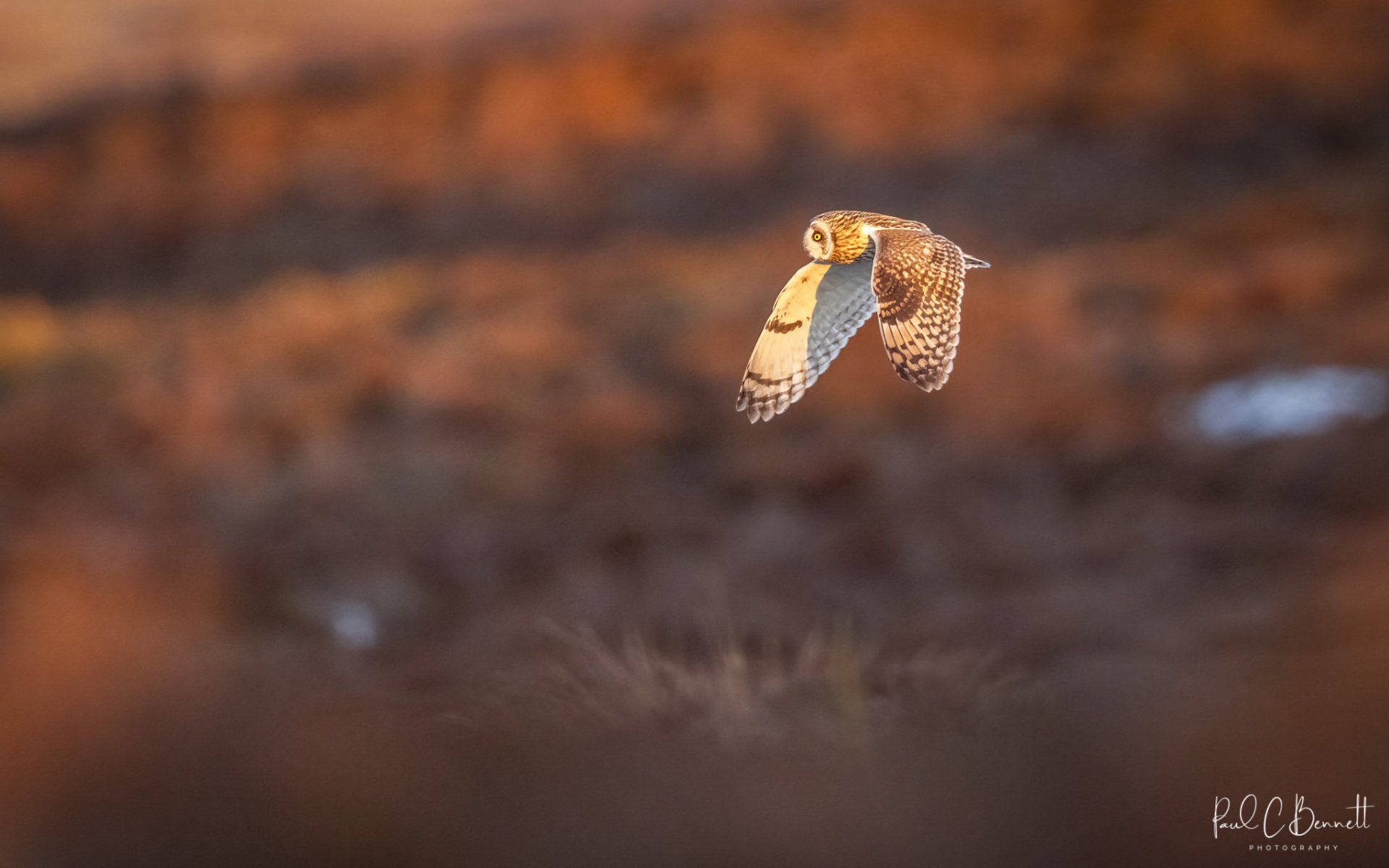 SEO, Short Eared Owl in Flight, Short Eared Owl Peak District, Short Eared Owl Moorlands, Short Eared Owl in the uplands, Short Eared Owl by Paul C Bennett Photography
