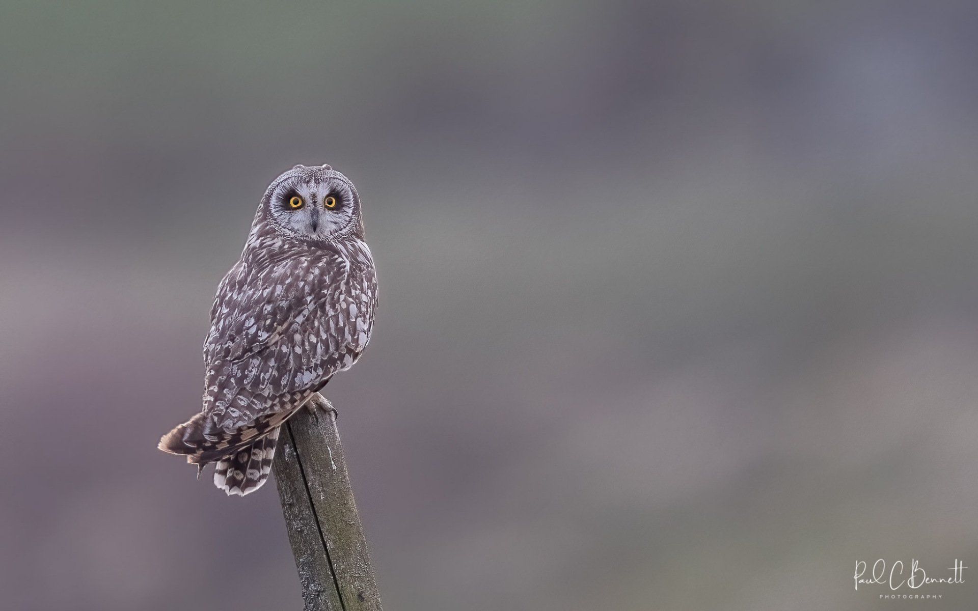 SEO, Short Eared Owl Perched on Post, Short Eared Owl Resting, Short Eared Owl by Paul C Bennett Photography, Short Eared Owl Peak District