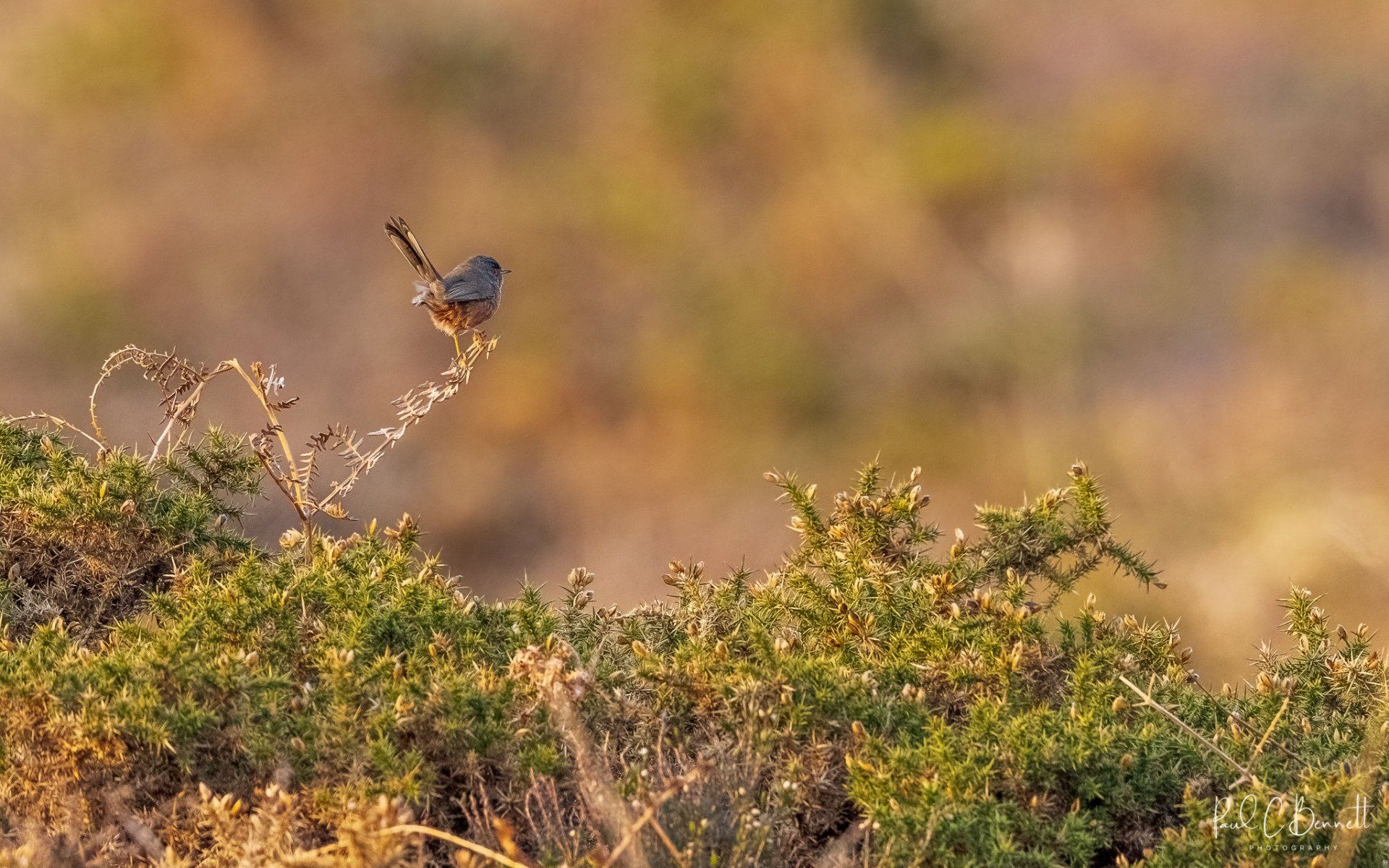 Dartford Warbler, Dartford Warbler on Gorse, Gorse in Flower Dartford Warbler, Dartford Warbler by Paul C Bennett Photography, Published Dartford Warbler, BBC  Wildlife Dartford Warbler,