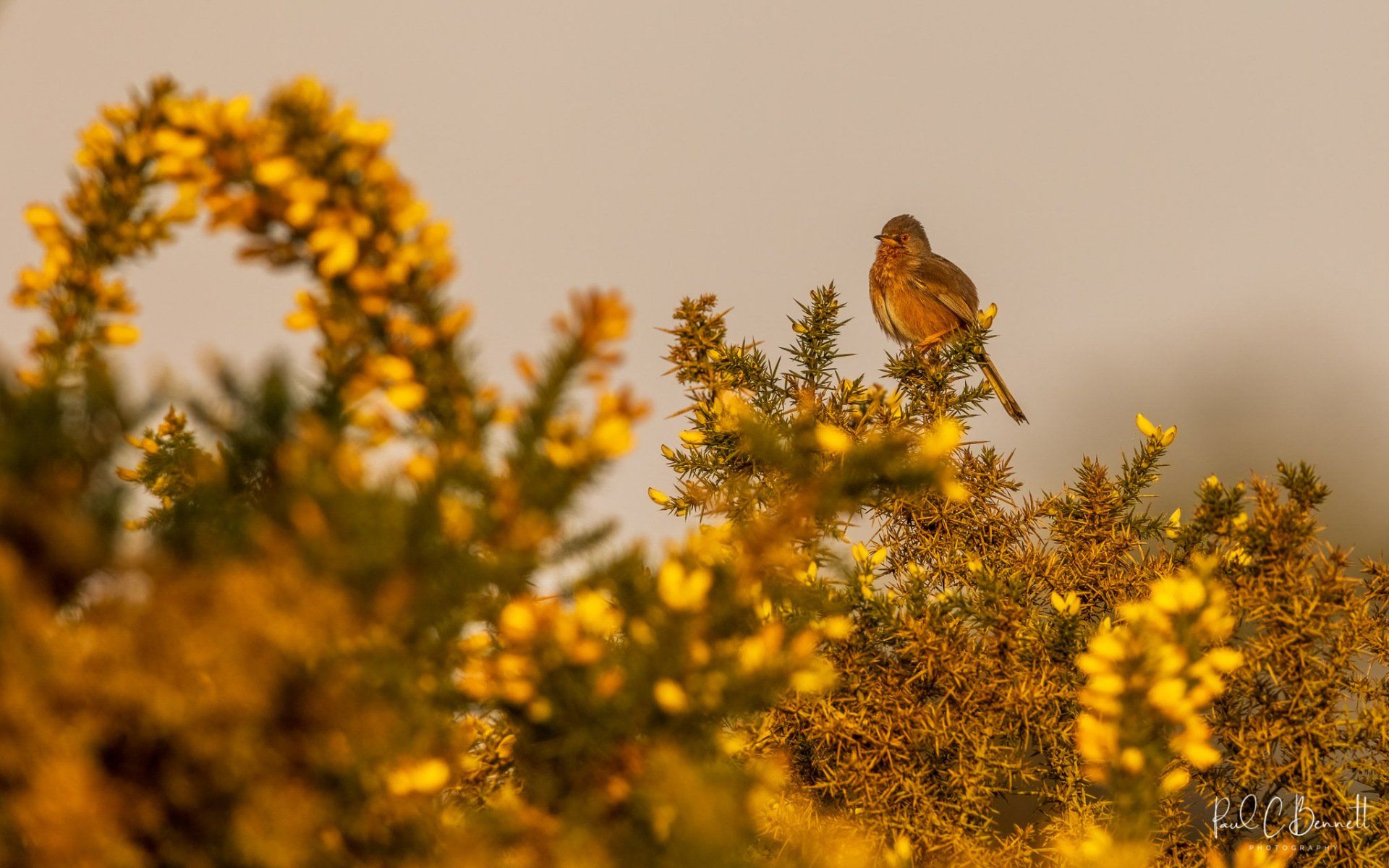 Dartford Warbler, Dartford Warbler on Gorse, Gorse in Flower Dartford Warbler, Dartford Warbler by Paul C Bennett Photography, Published Dartford Warbler, BBC  Wildlife Dartford Warbler,