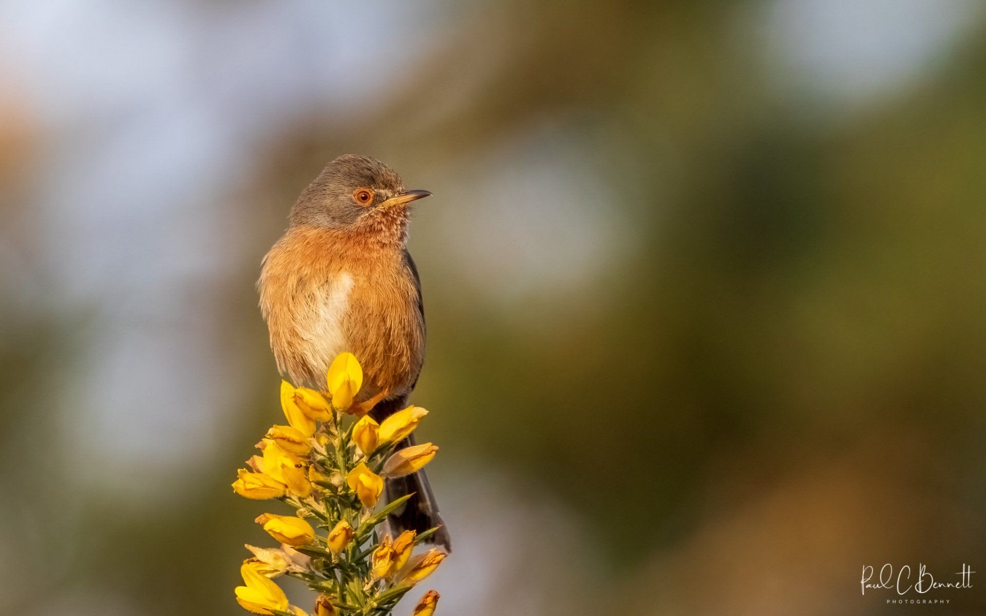 Dartford Warbler, Dartford Warbler on Gorse, Gorse in Flower Dartford Warbler, Dartford Warbler by Paul C Bennett Photography, Published Dartford Warbler, BBC  Wildlife Dartford Warbler,