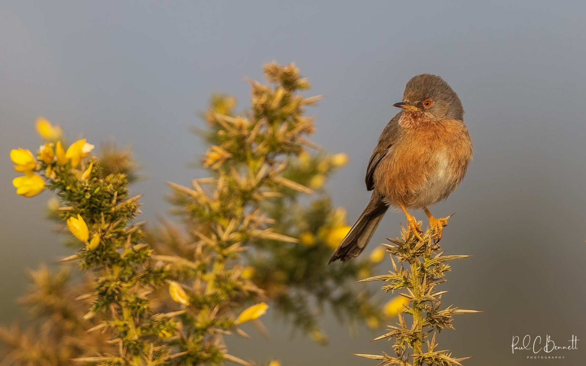 Dartford Warbler, Dartford Warbler on Gorse, Gorse in Flower Dartford Warbler, Dartford Warbler by Paul C Bennett Photography, Published Dartford Warbler, BBC  Wildlife Dartford Warbler,