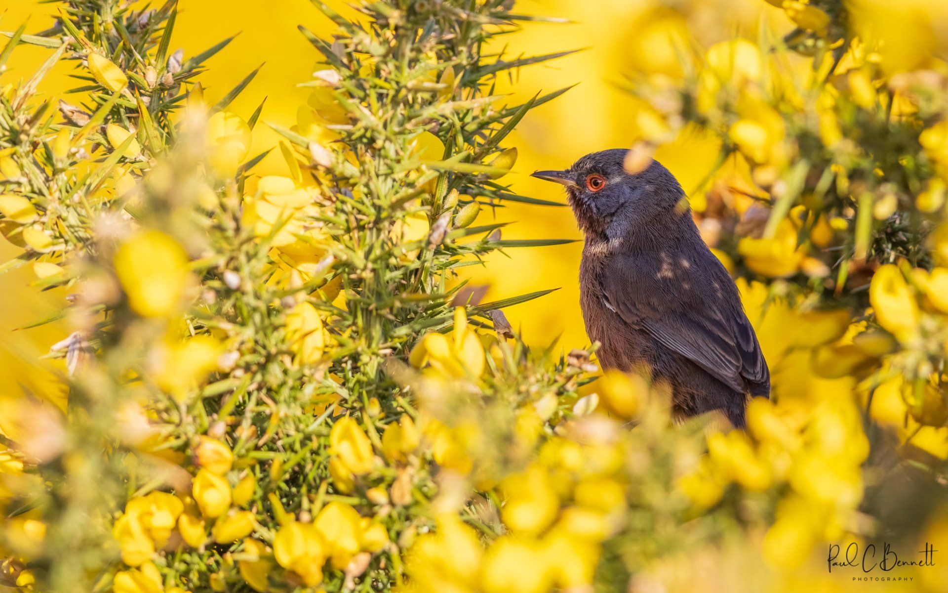 Dartford Warbler, Dartford Warbler on Gorse, Gorse in Flower Dartford Warbler, Dartford Warbler by Paul C Bennett Photography, Published Dartford Warbler, BBC  Wildlife Dartford Warbler,