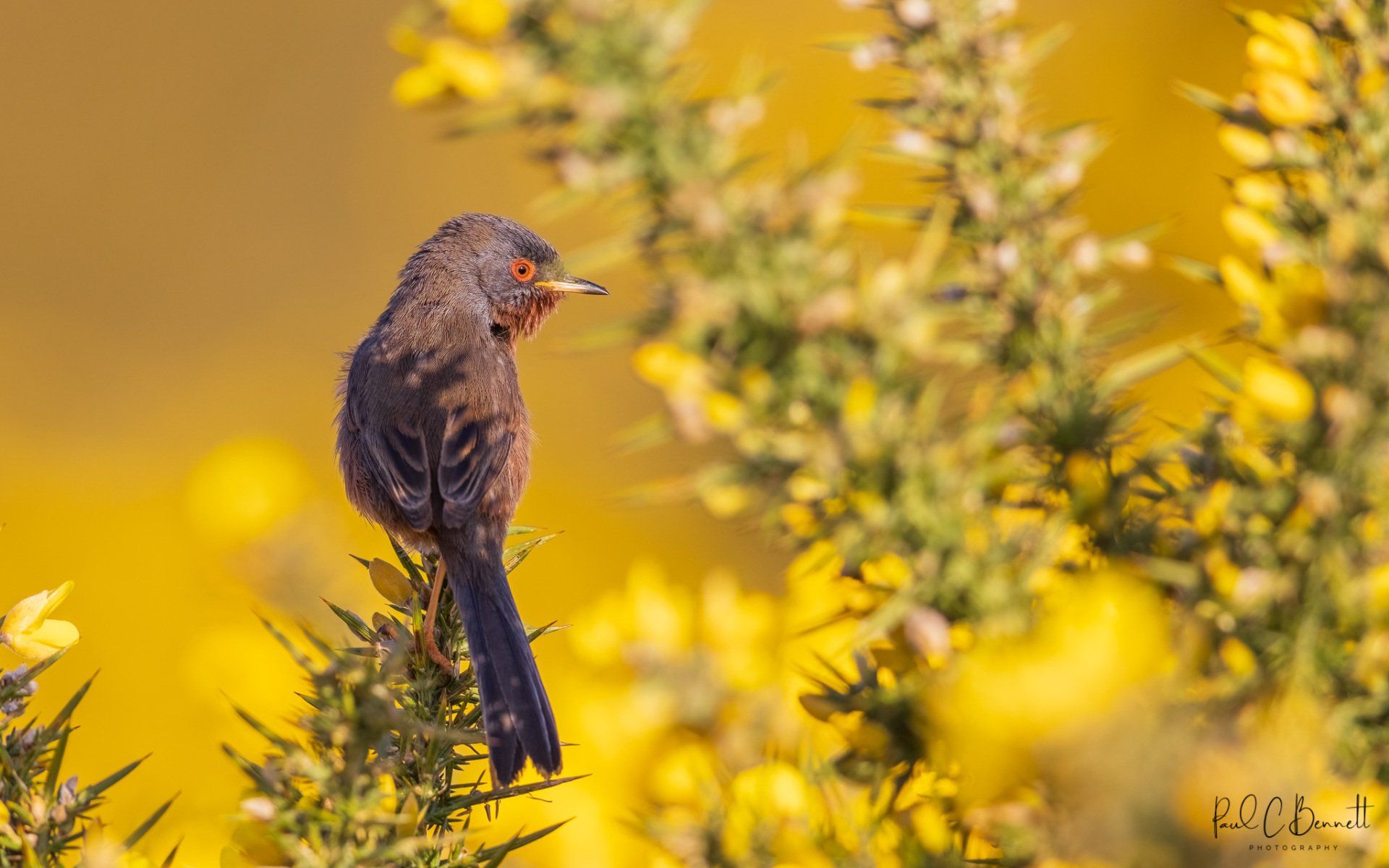 Dartford Warbler, Dartford Warbler on Gorse, Gorse in Flower Dartford Warbler, Dartford Warbler by Paul C Bennett Photography, Published Dartford Warbler, BBC  Wildlife Dartford Warbler,