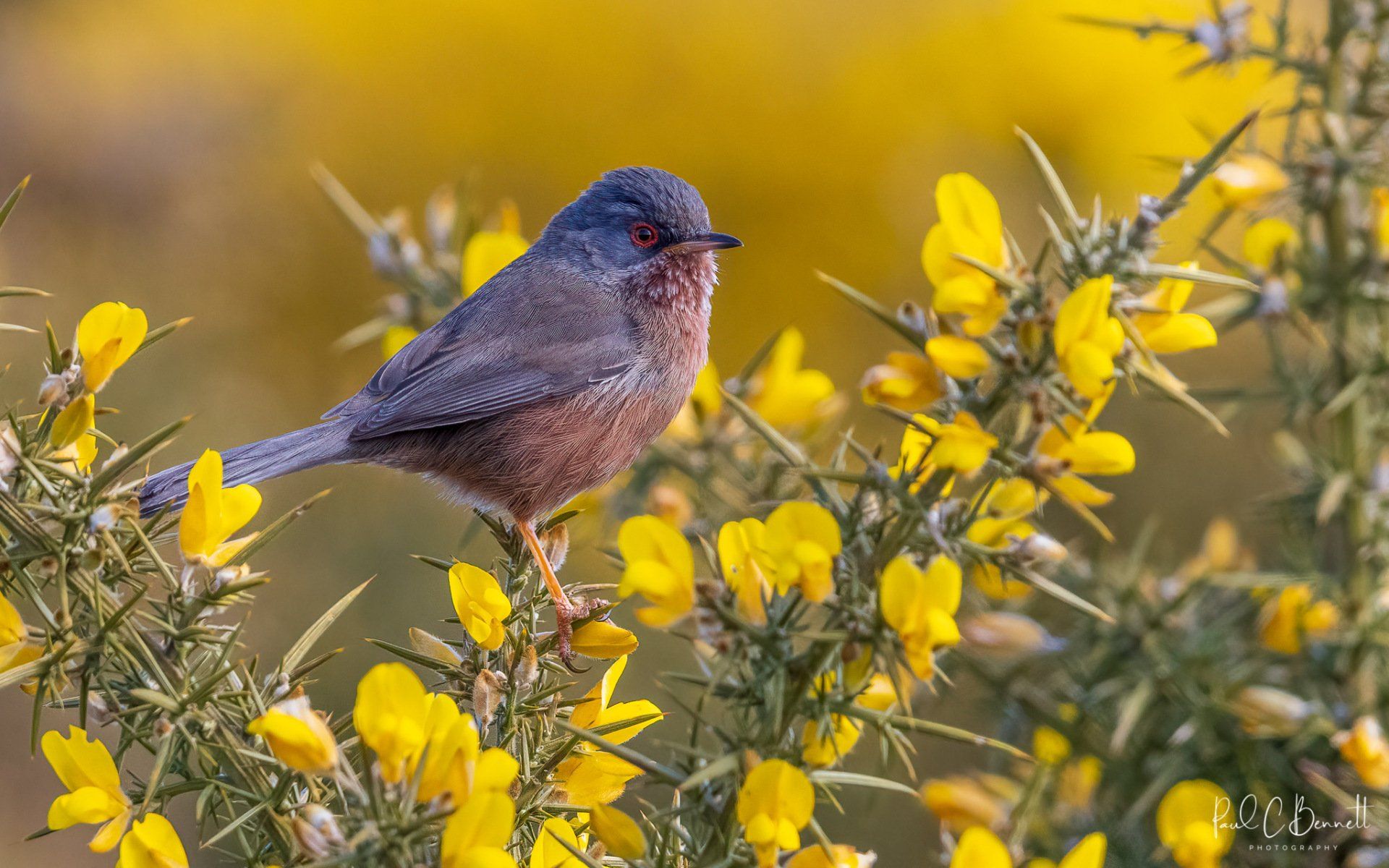 Dartford Warbler, Dartford Warbler on Gorse, Gorse in Flower Dartford Warbler, Dartford Warbler by Paul C Bennett Photography, Published Dartford Warbler, BBC  Wildlife Dartford Warbler,
