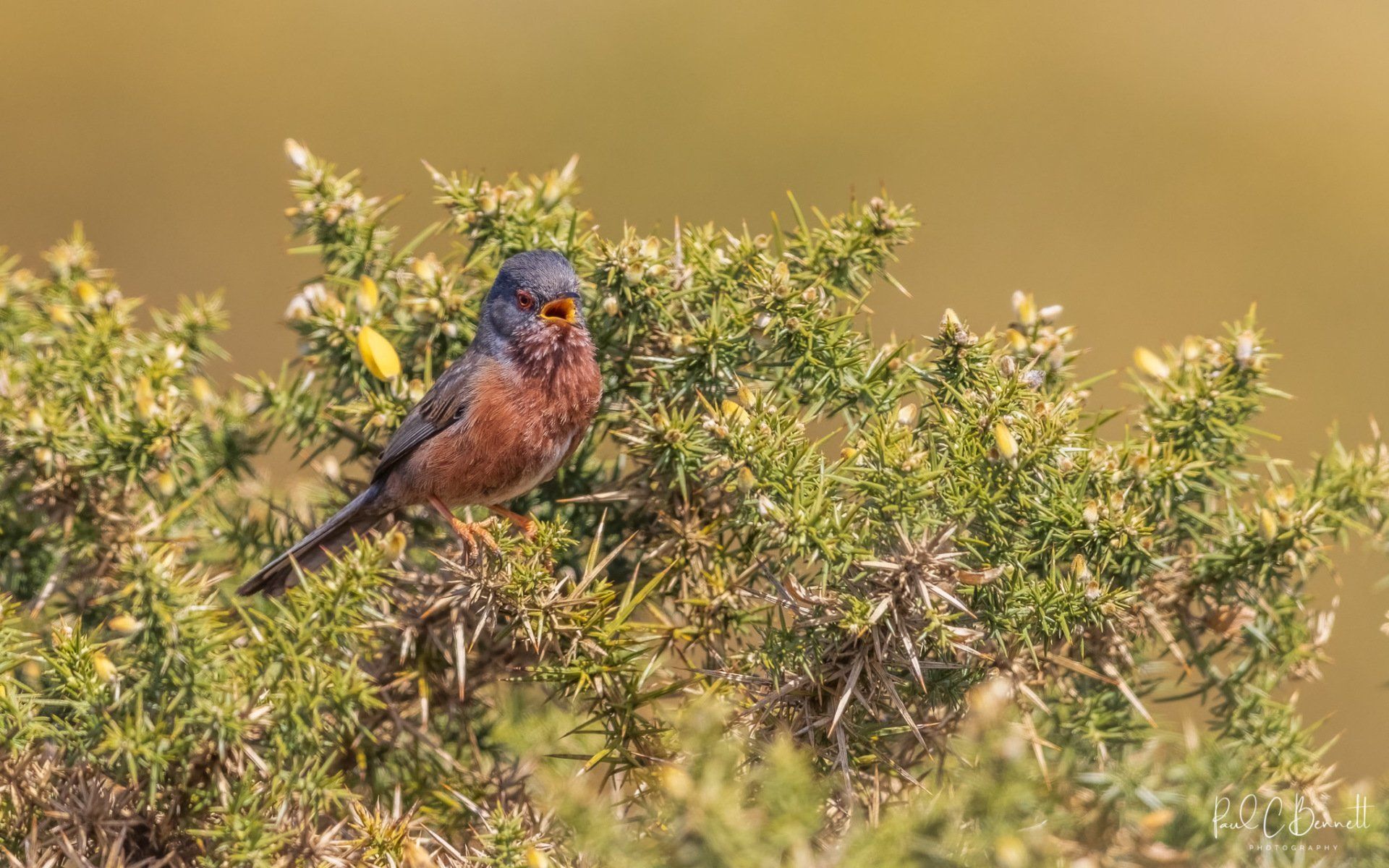 Dartford Warbler, Dartford Warbler on Gorse, Gorse in Flower Dartford Warbler, Dartford Warbler by Paul C Bennett Photography, Published Dartford Warbler, BBC  Wildlife Dartford Warbler,