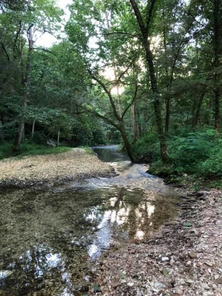 Shallow creek with a small waterfall in a green forest, reflecting trees in calm water