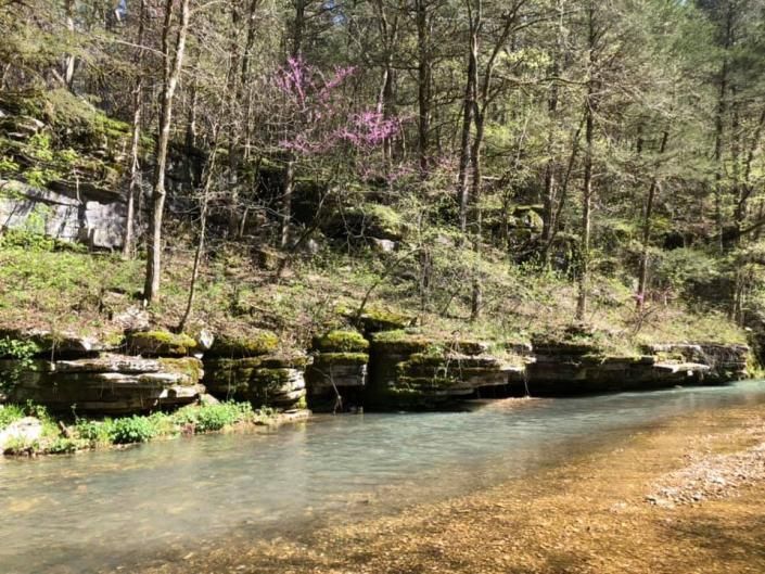 Shallow stream beside a mossy forest bank with spring trees and rocky ledges