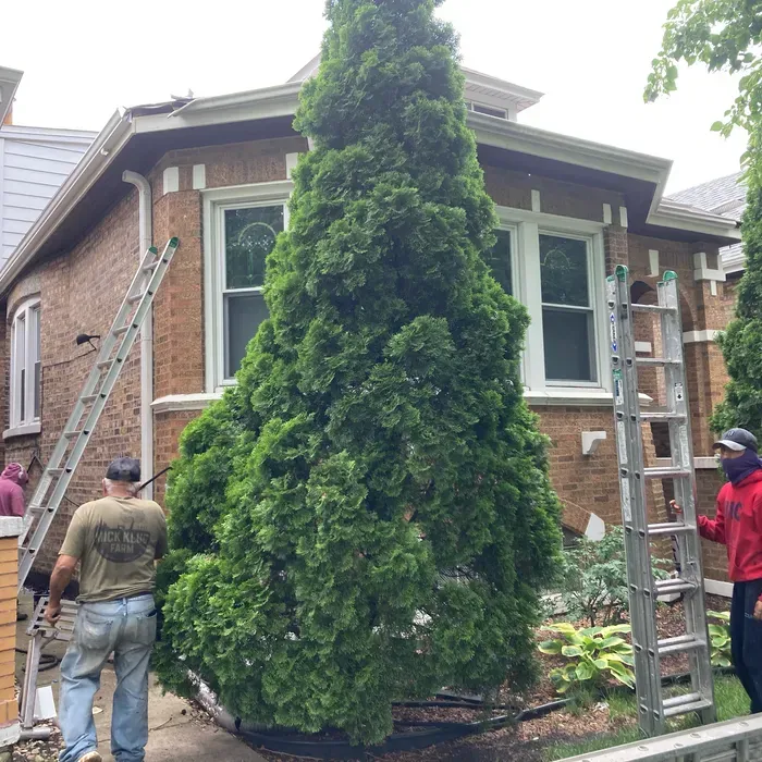 Two workers with ladders trimming a large evergreen tree next to a brick house.