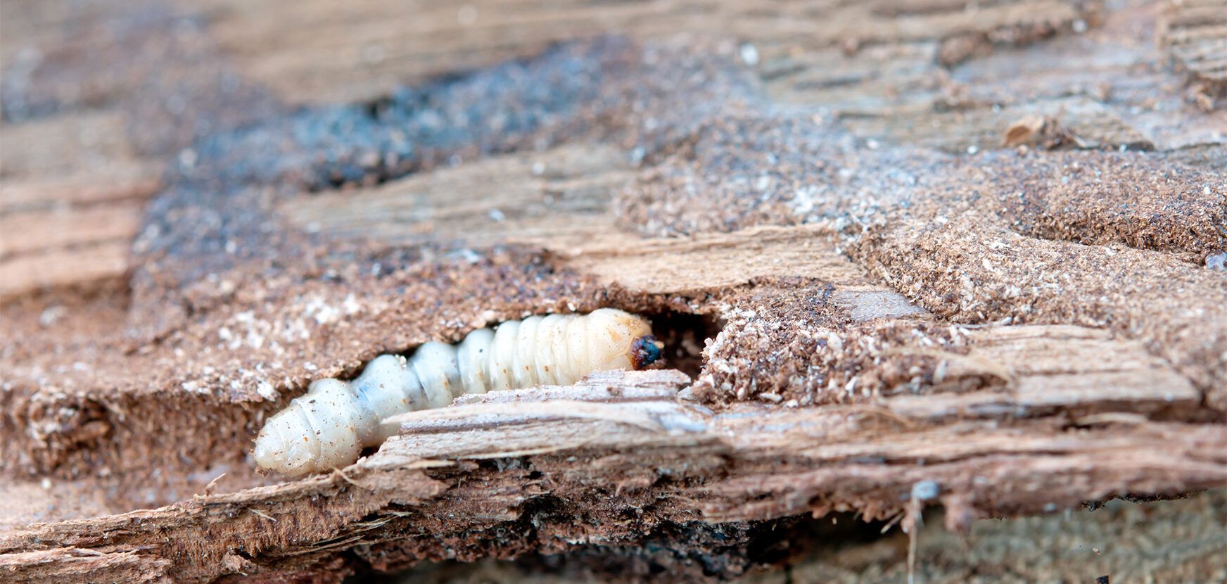 Houtworm en boktor