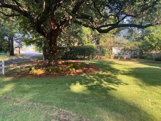 A Large Tree is in the Middle of a Lush Green Lawn