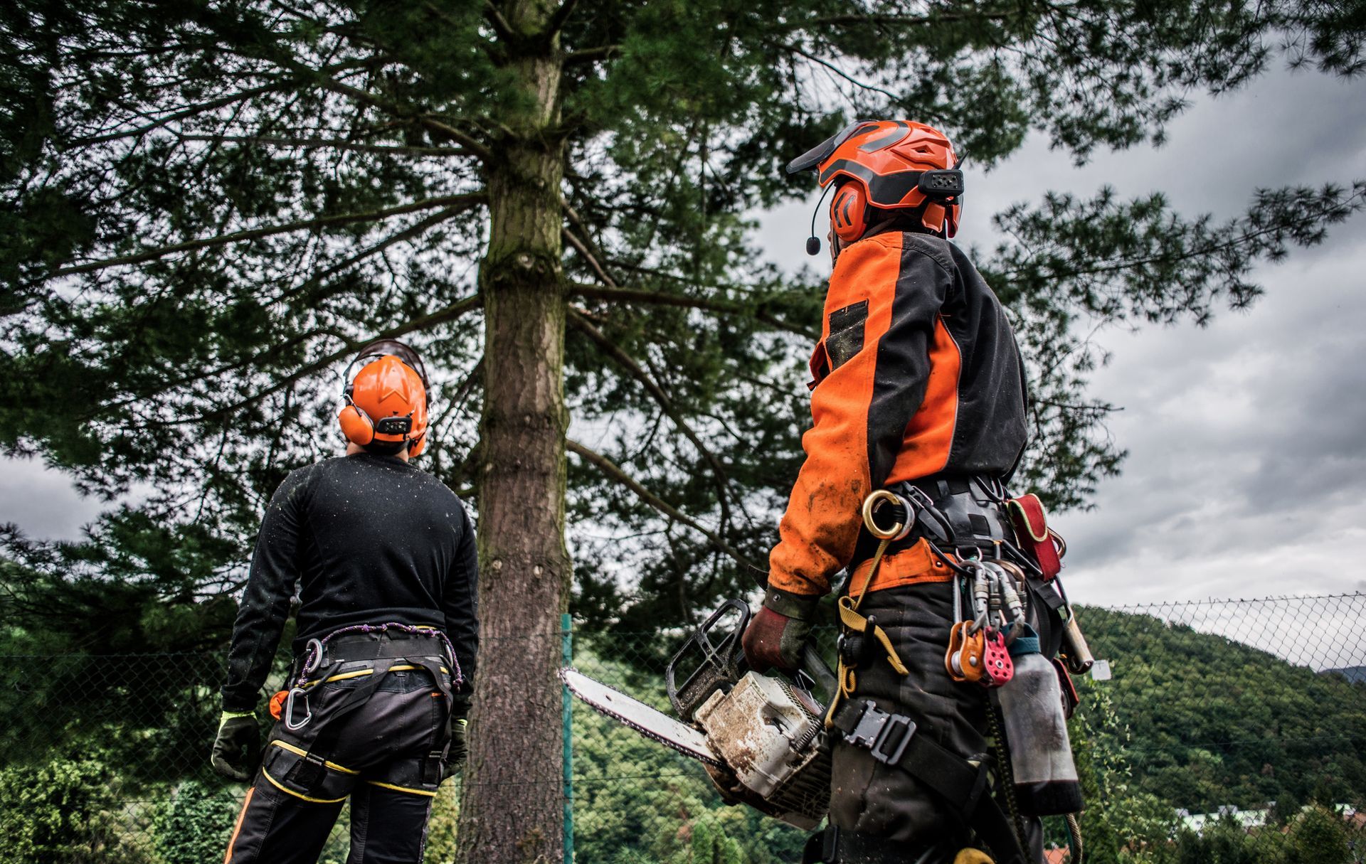Tree Service in Alexandria, LA