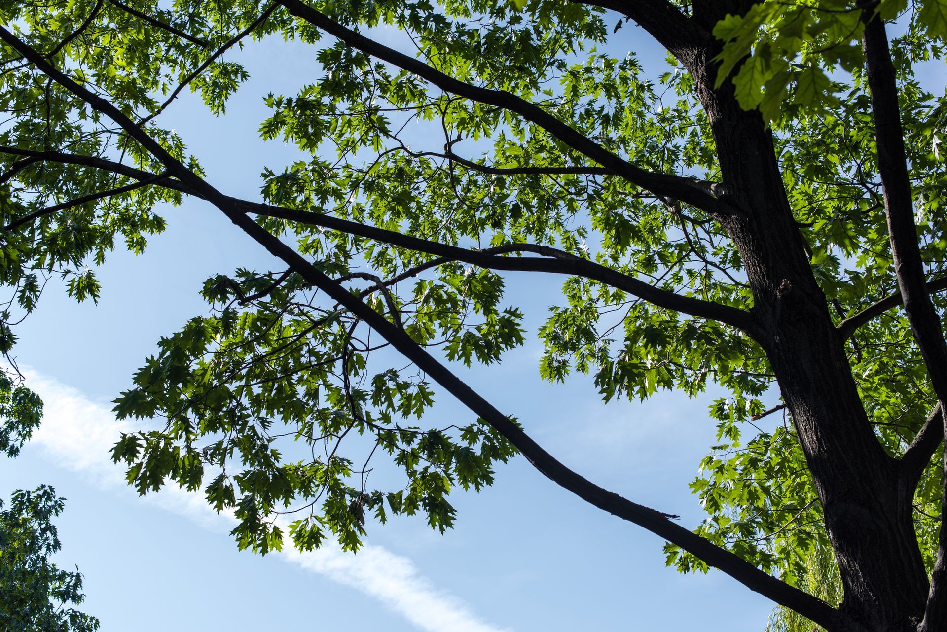 Tree Services in Pineville, LA