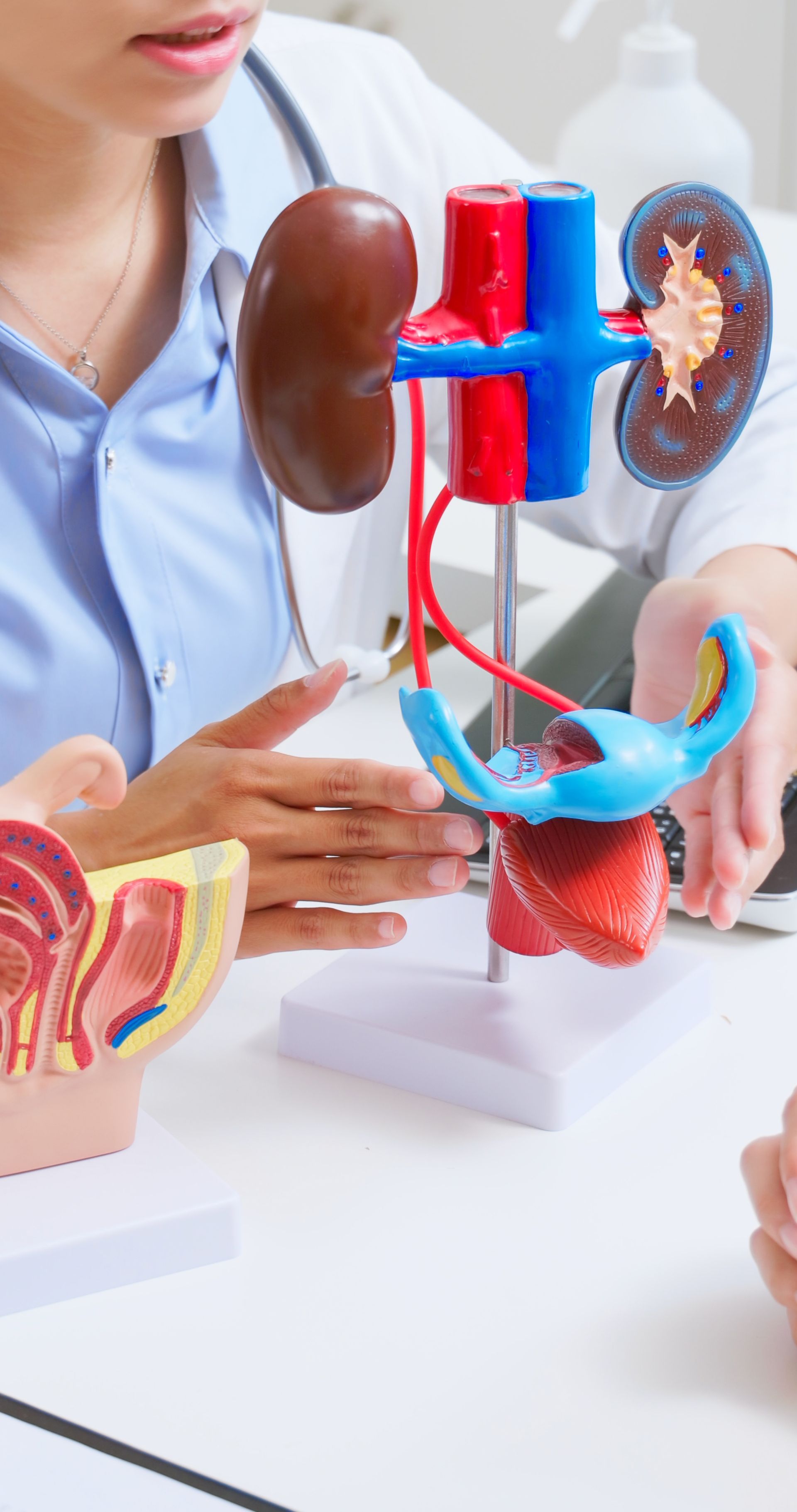 A doctor is talking to a patient while holding a model of the urinary system.